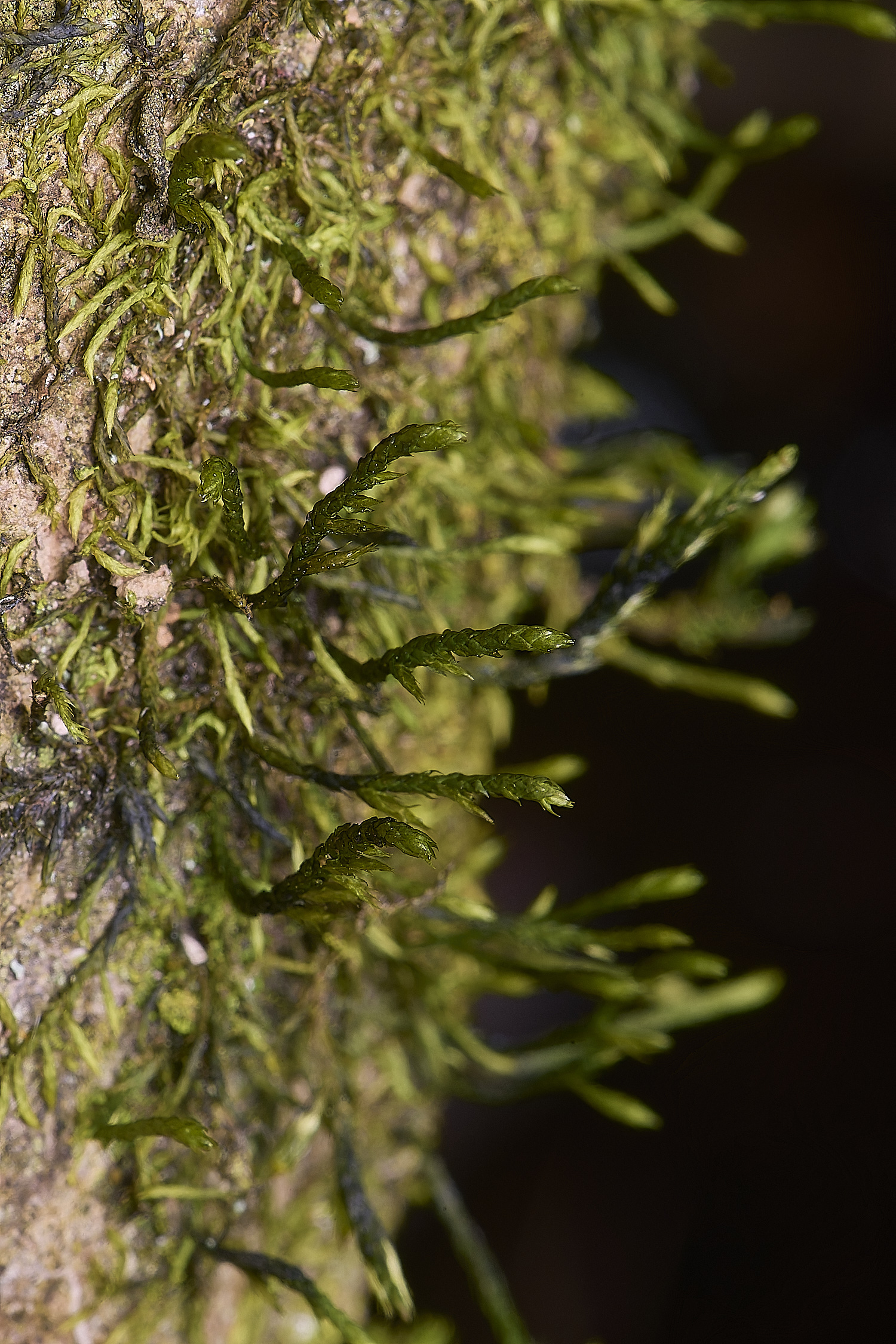 LingCommonCheteromalla020325-2