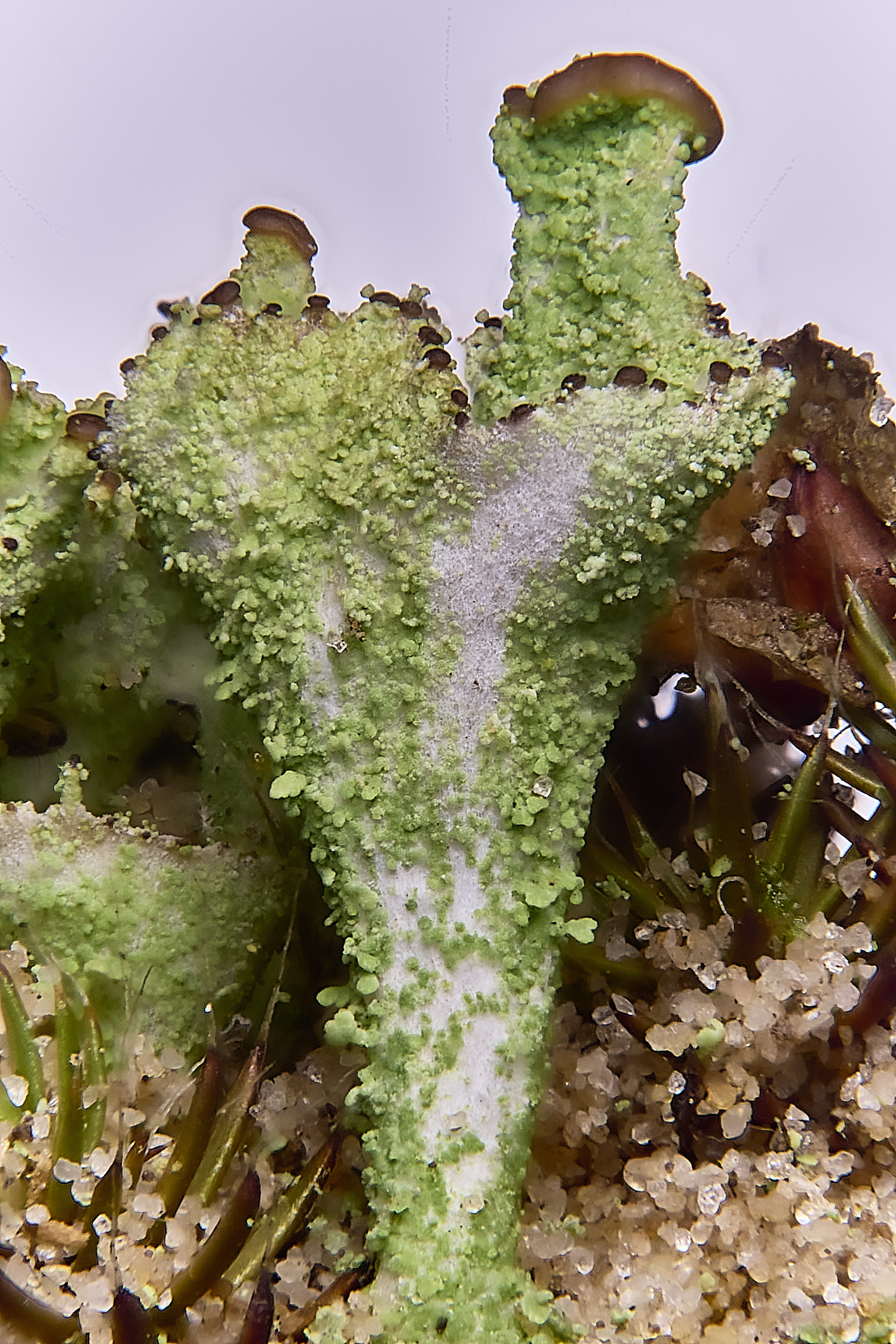 LingCommonCladoniaSp020325-2 1