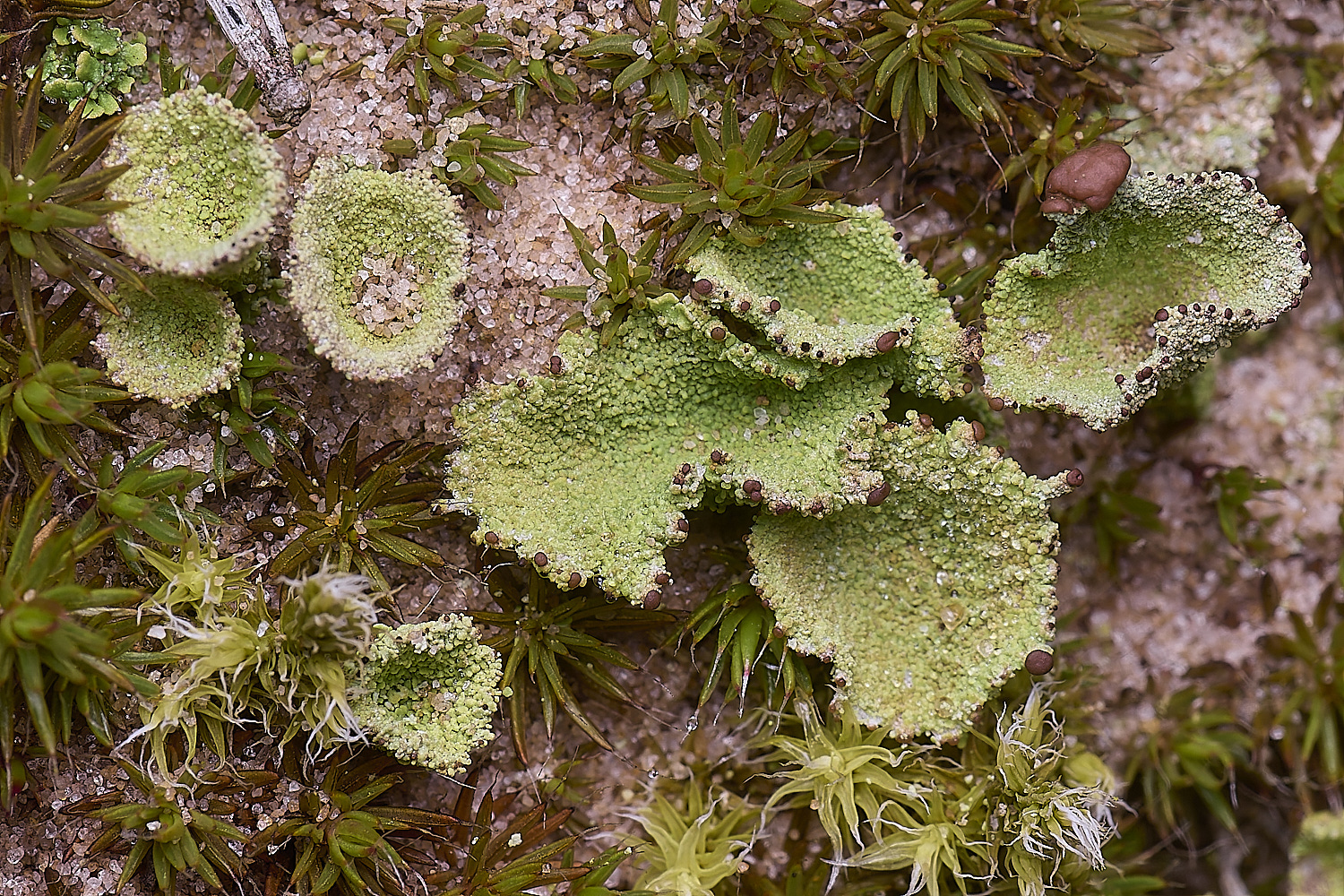 LingCommonCladoniaSp020325-1