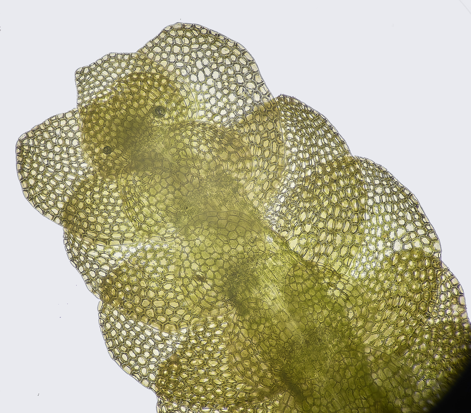 LingCommonCmuelleriana020325-1