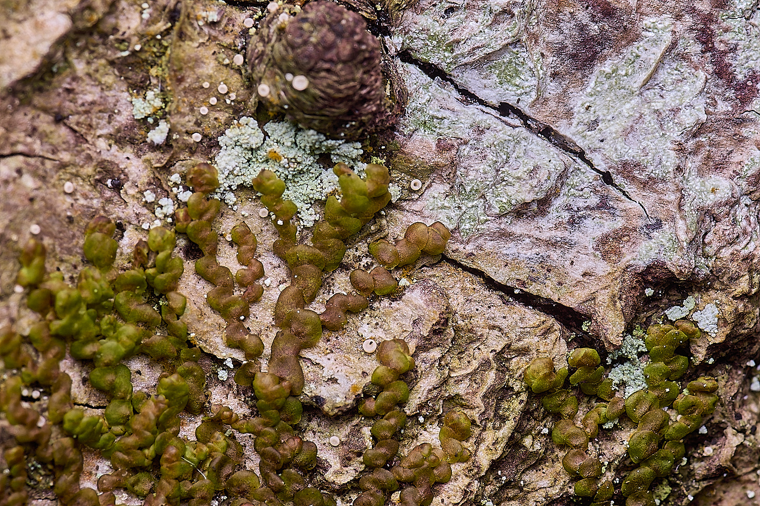 LingCommonFdilatata020325-1