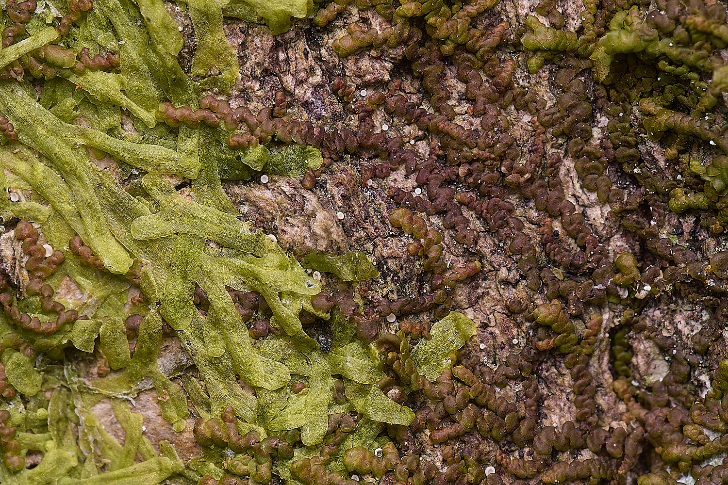 LingCommonFdilatata020325-2