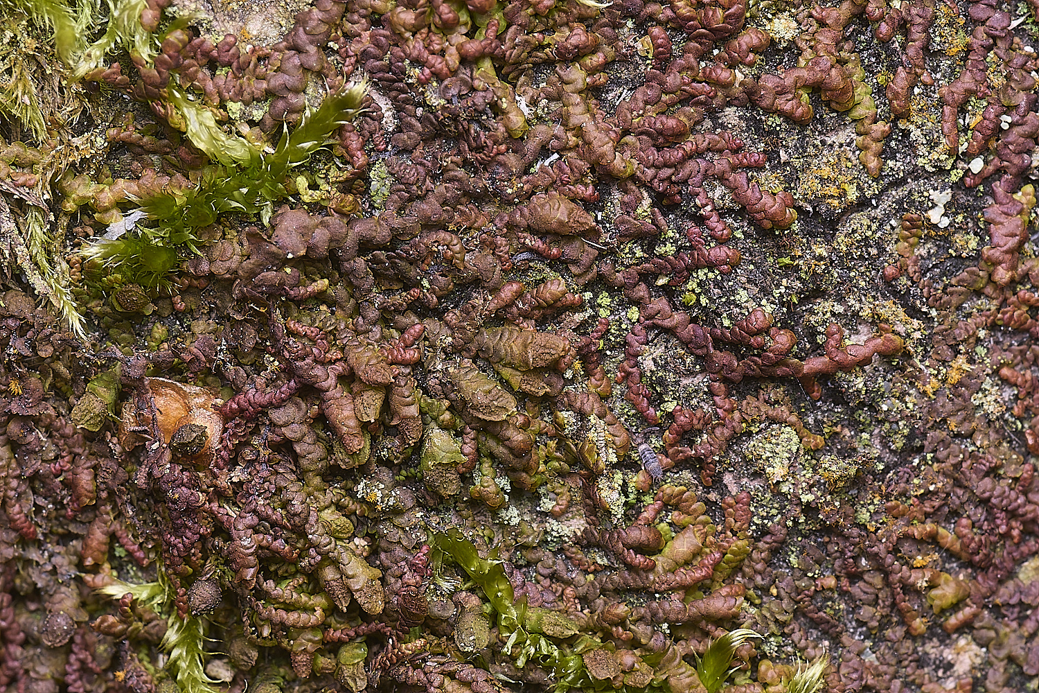 LingCommonFdilatata020325-4