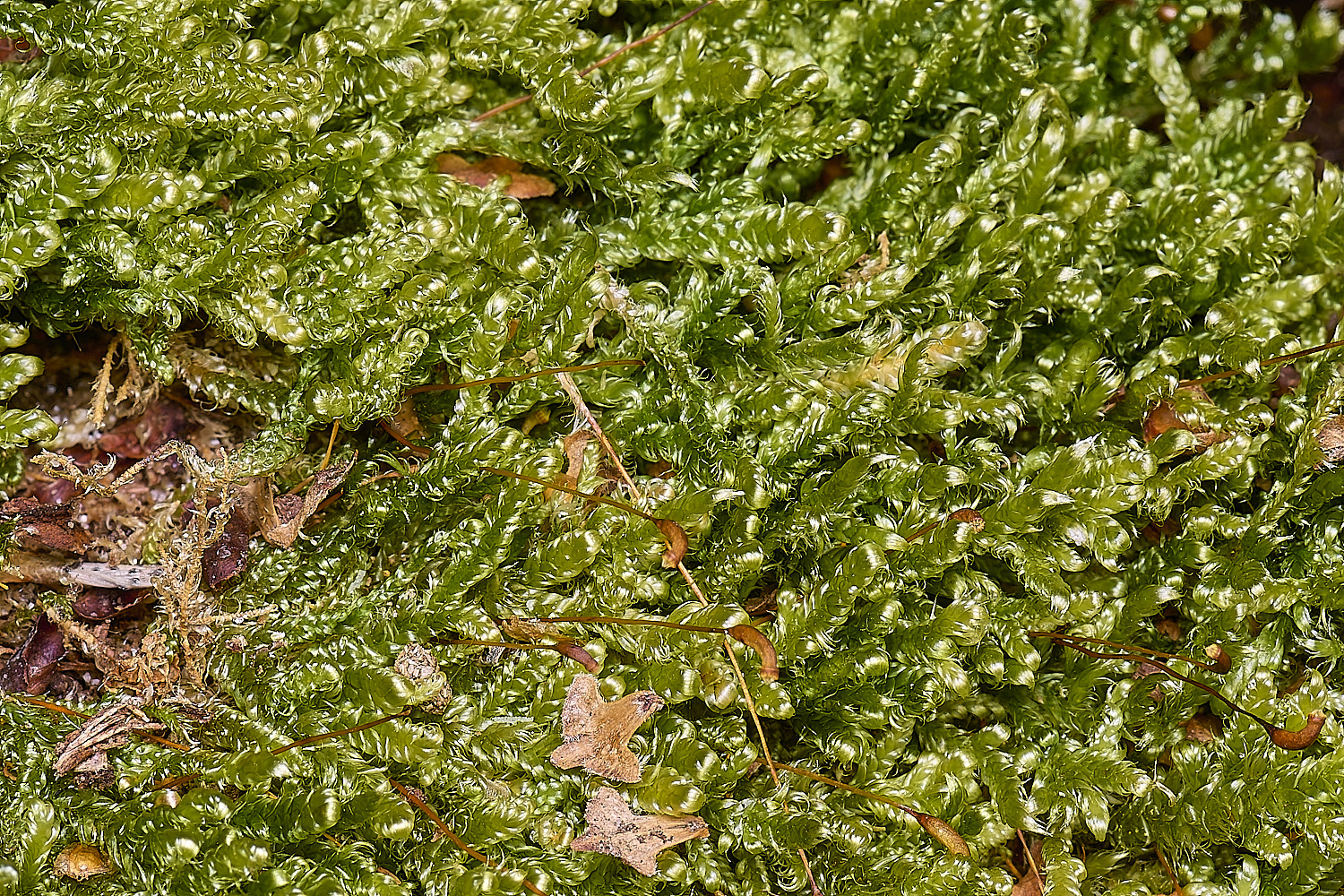 LingCommonHjutlandicum020325-1