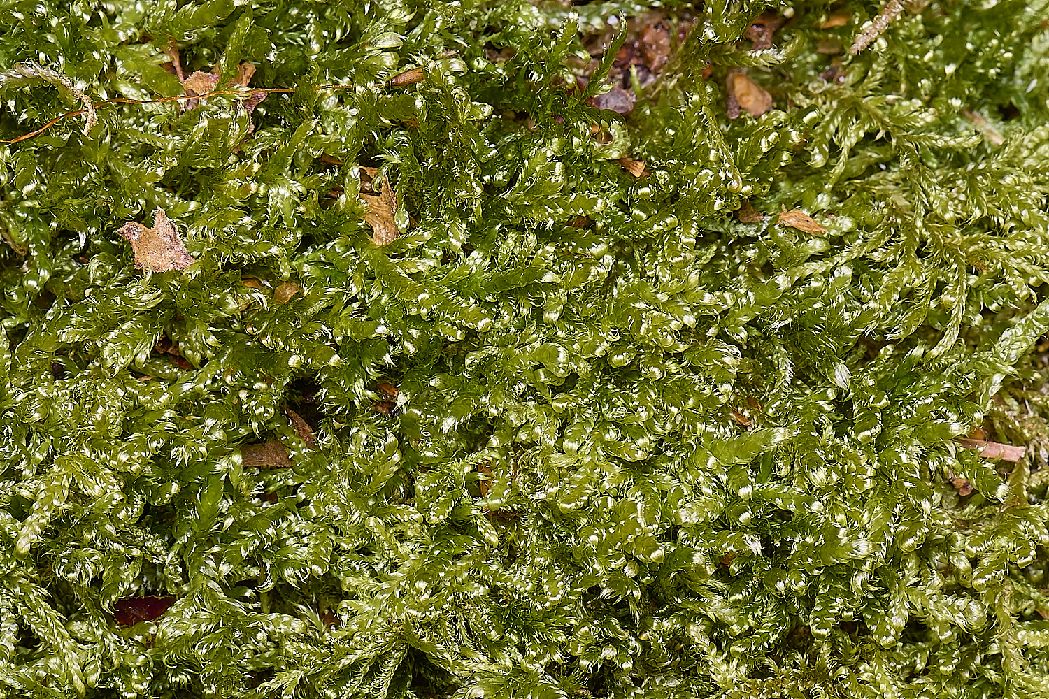 LingCommonHjutlandicum020325-2