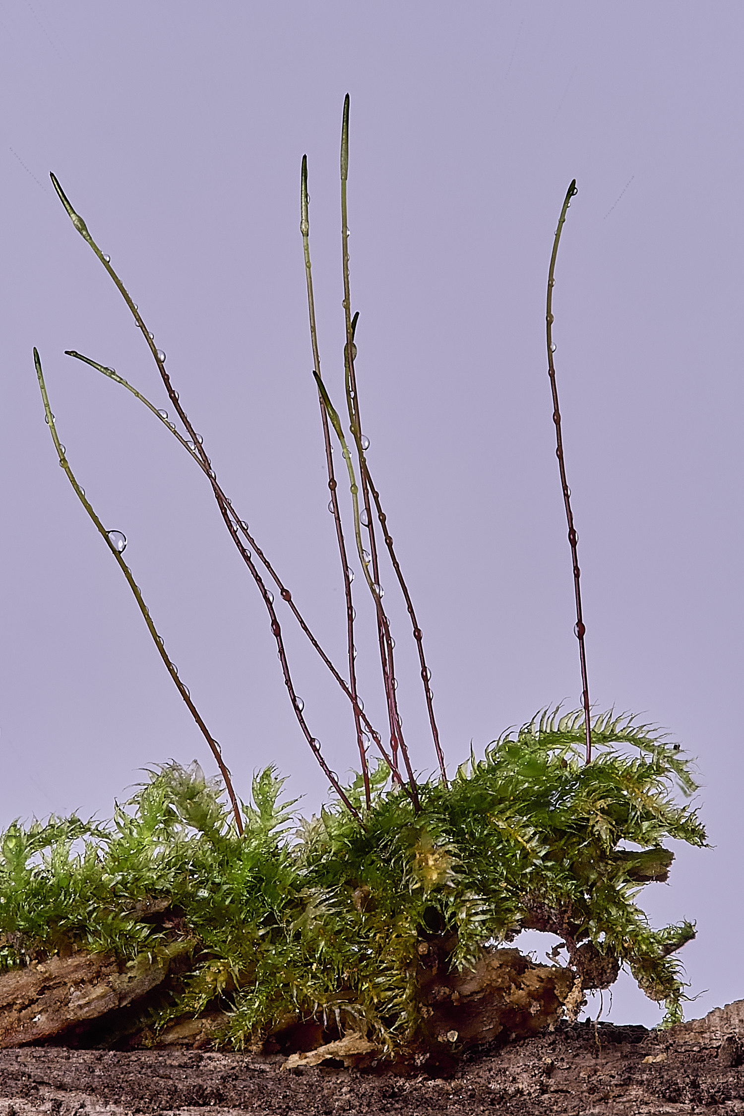 LingCommonHselegeri020325-6