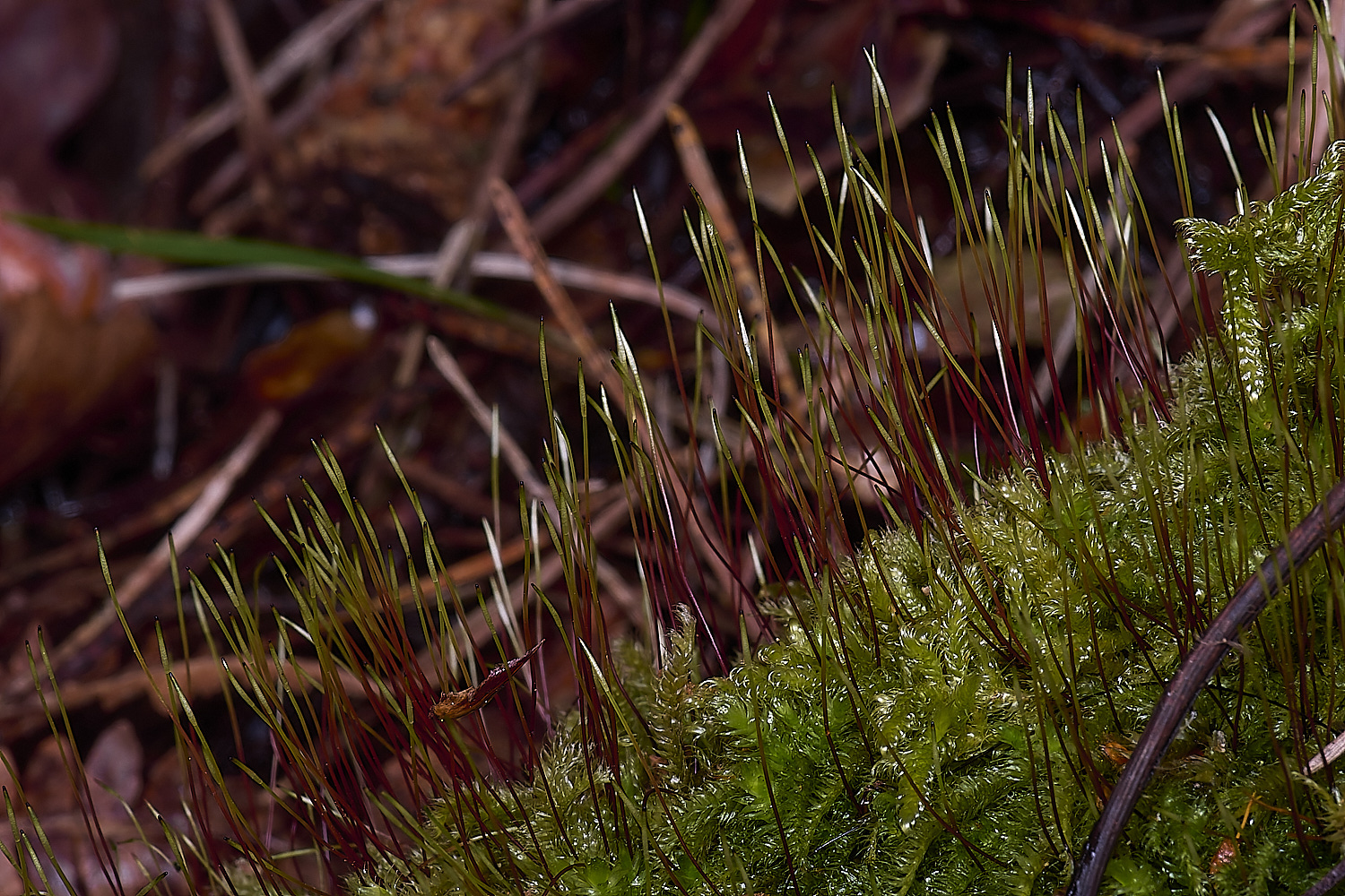 LingCommonHseligera020325-1