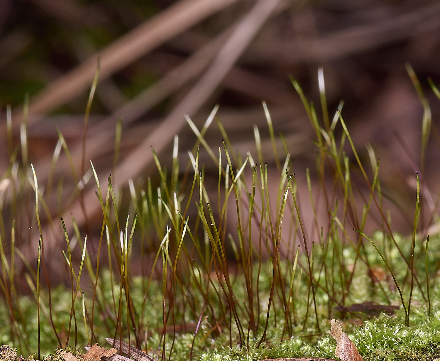 LingCommonHseligera020325-2