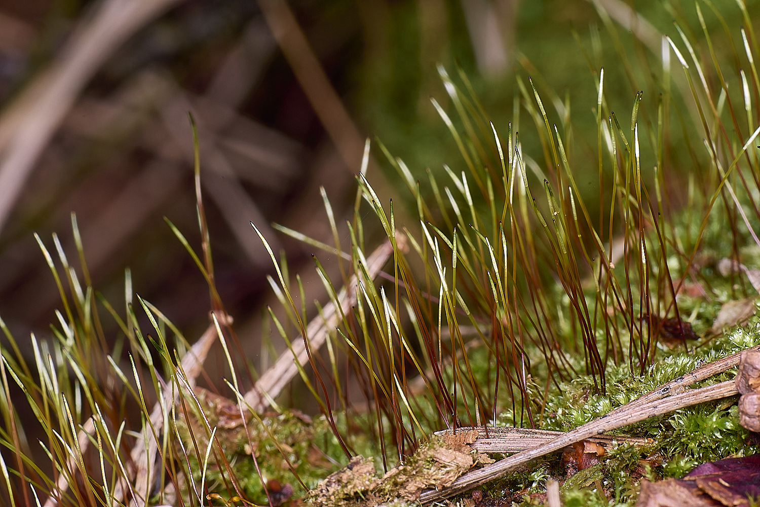 LingCommonHseligera020325-3