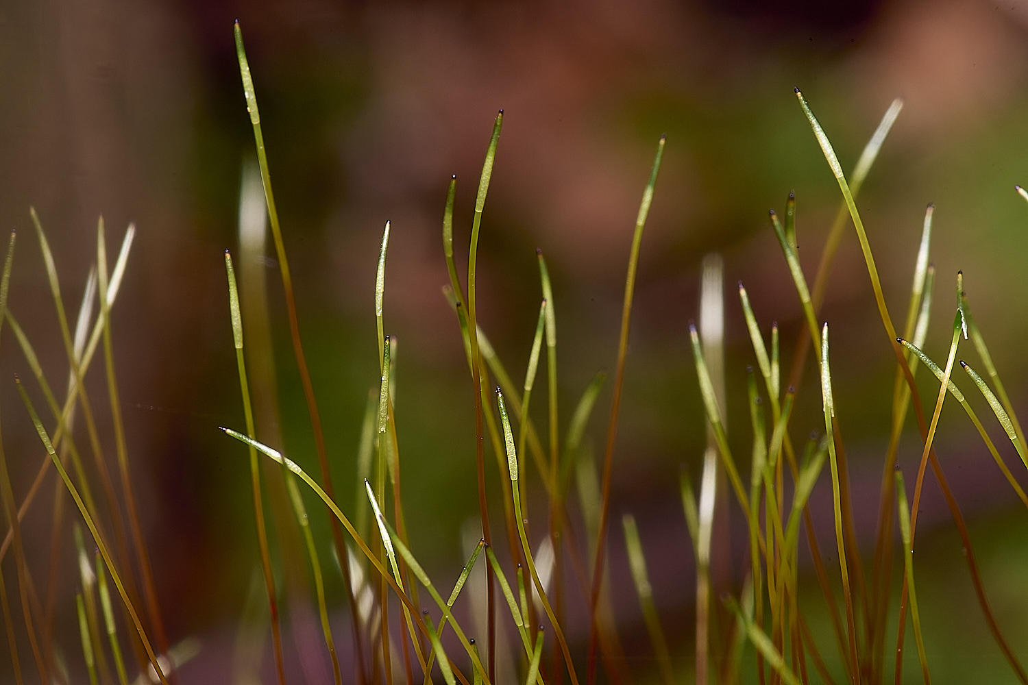 LingCommonHseligera020325-4