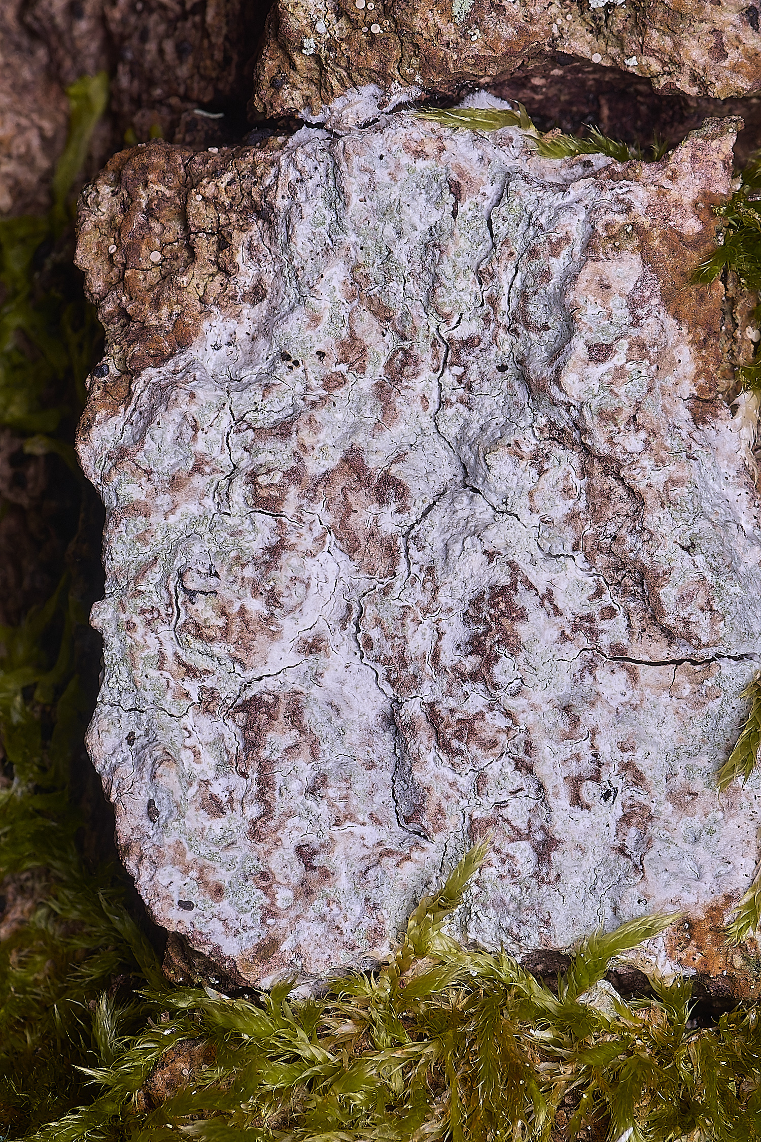 LingCommonLichen1020325-1