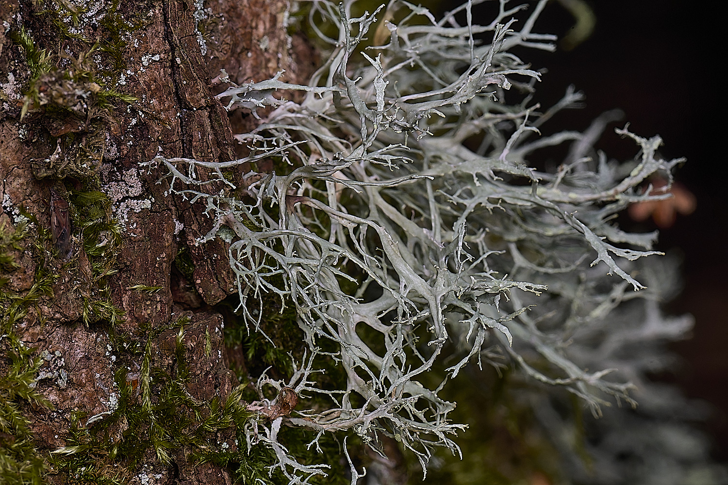 LingCommonLichen2020325-1