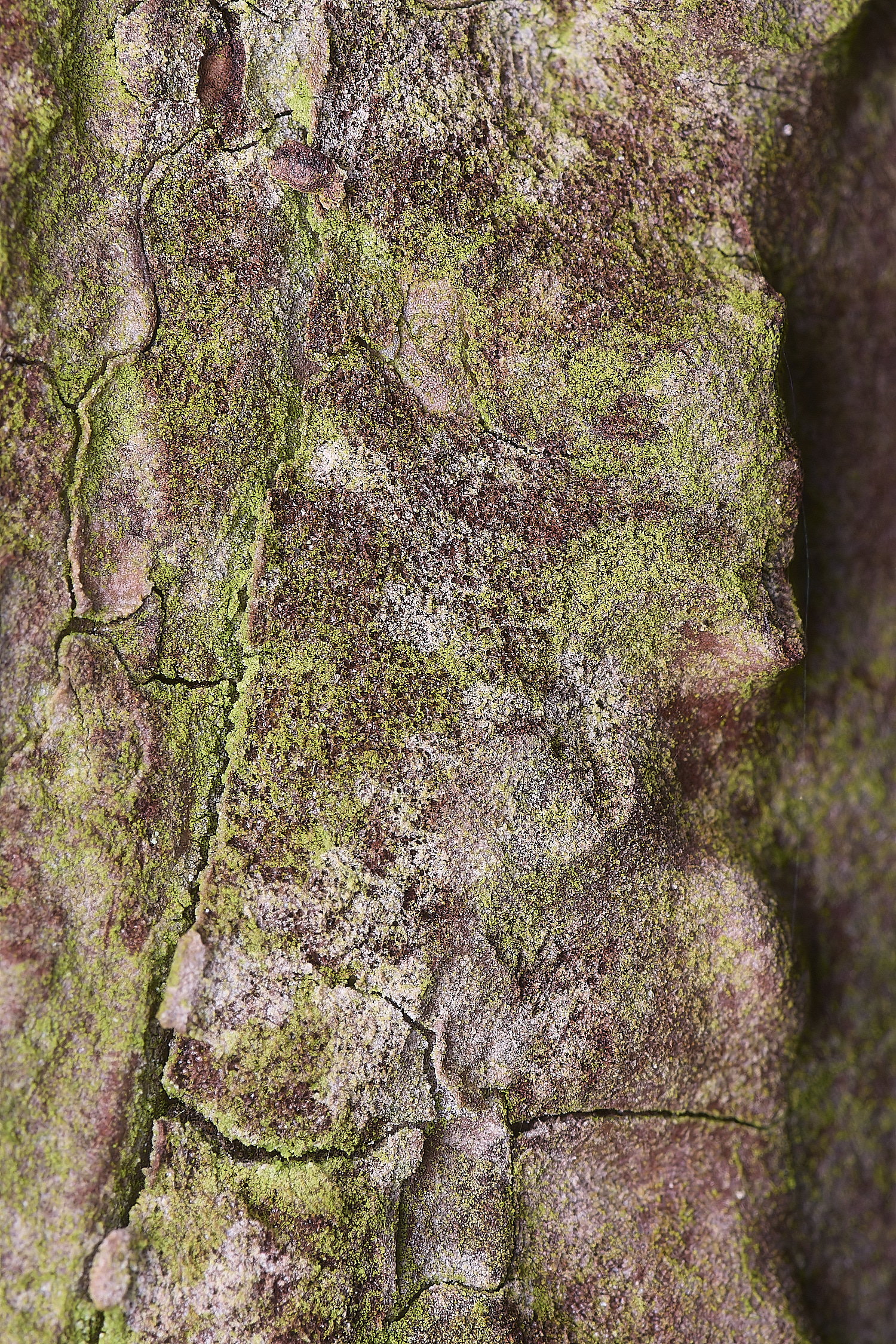 LingCommonLichen3020325-1