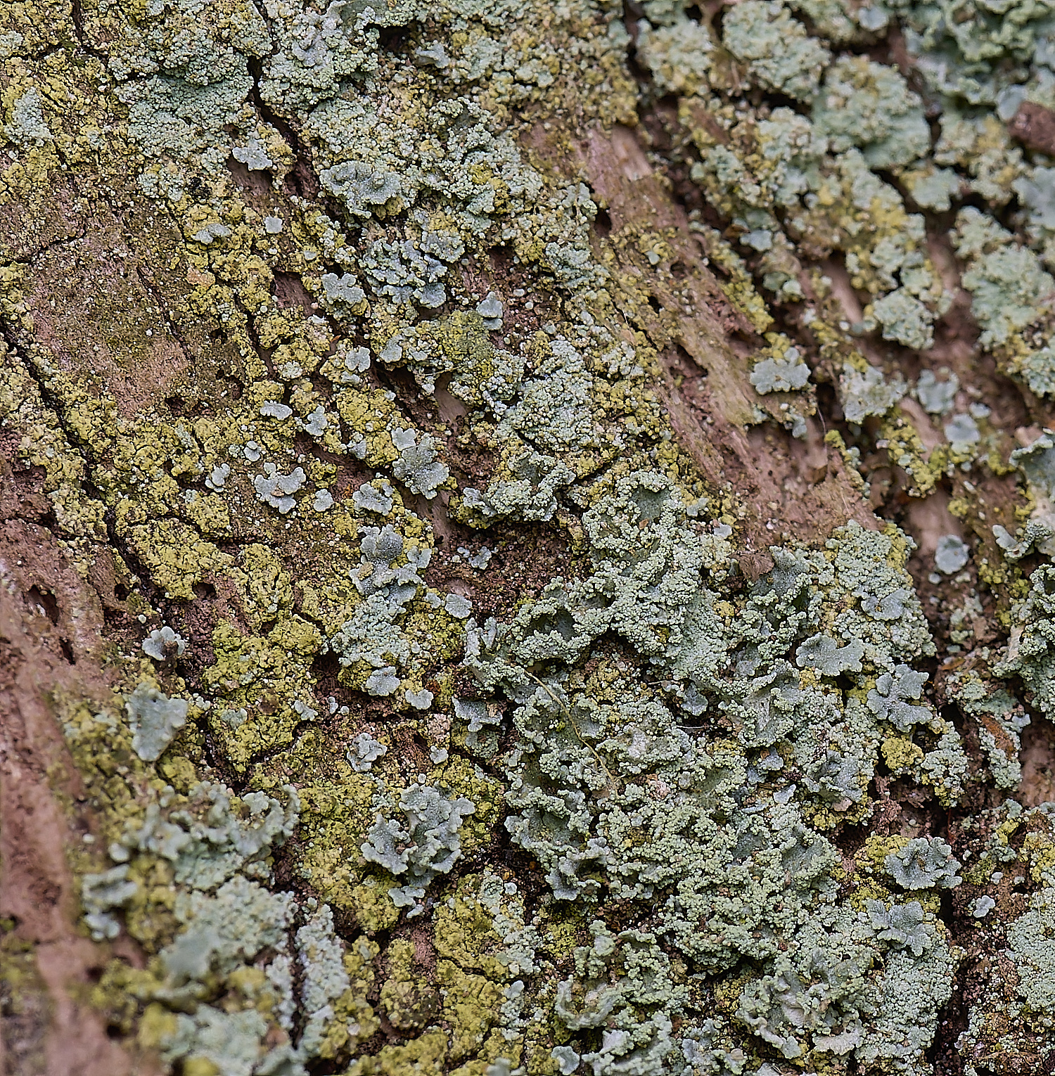LingCommonLichen4020325-1