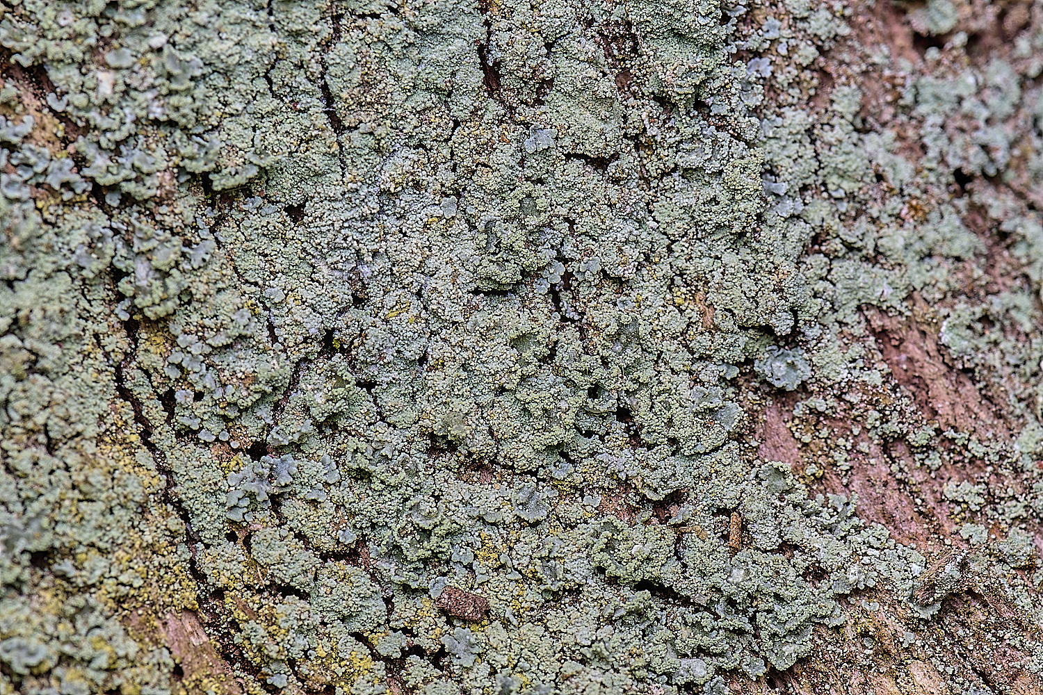 LingCommonLichen4020325-3
