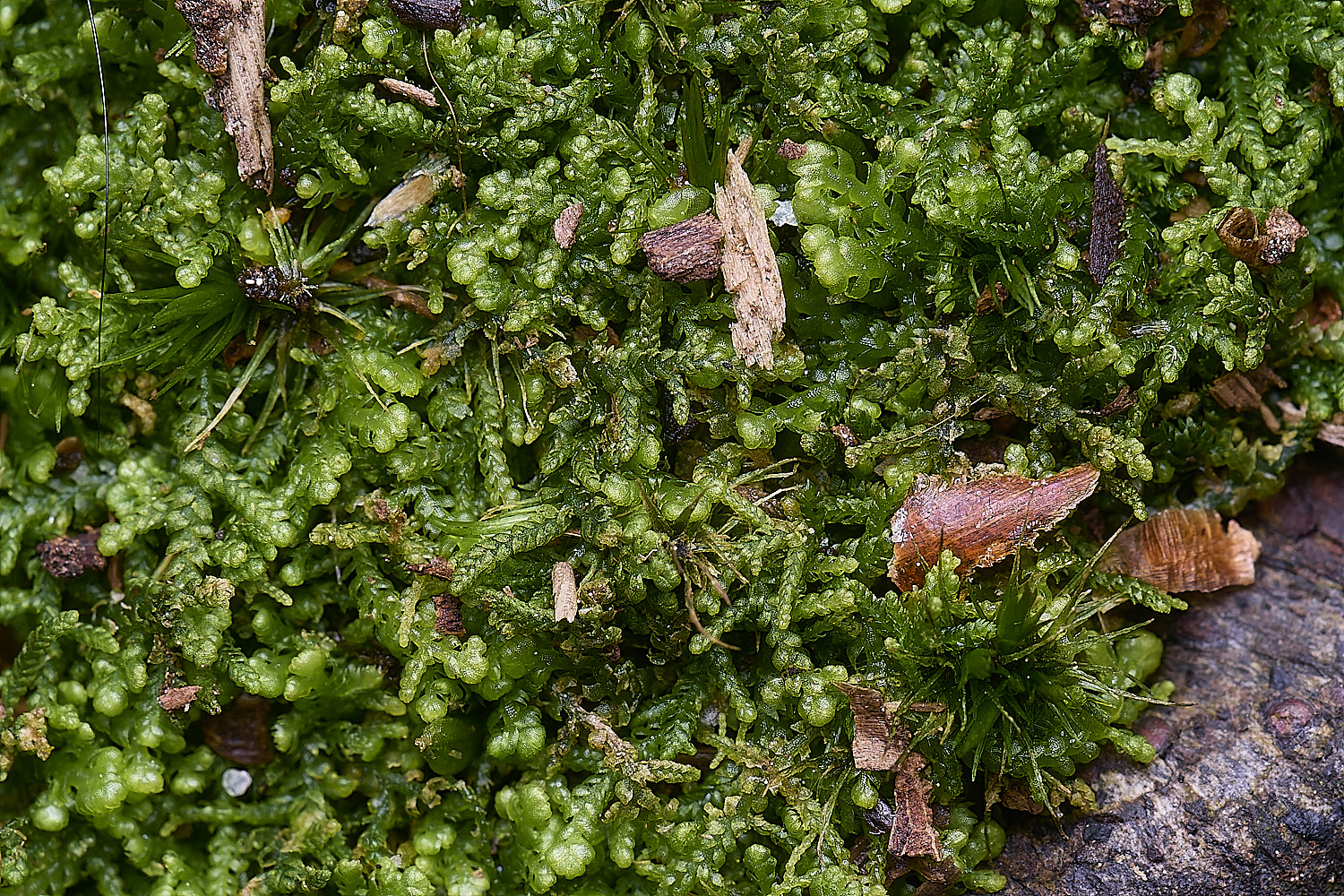 LingCommonLreptans020325-1