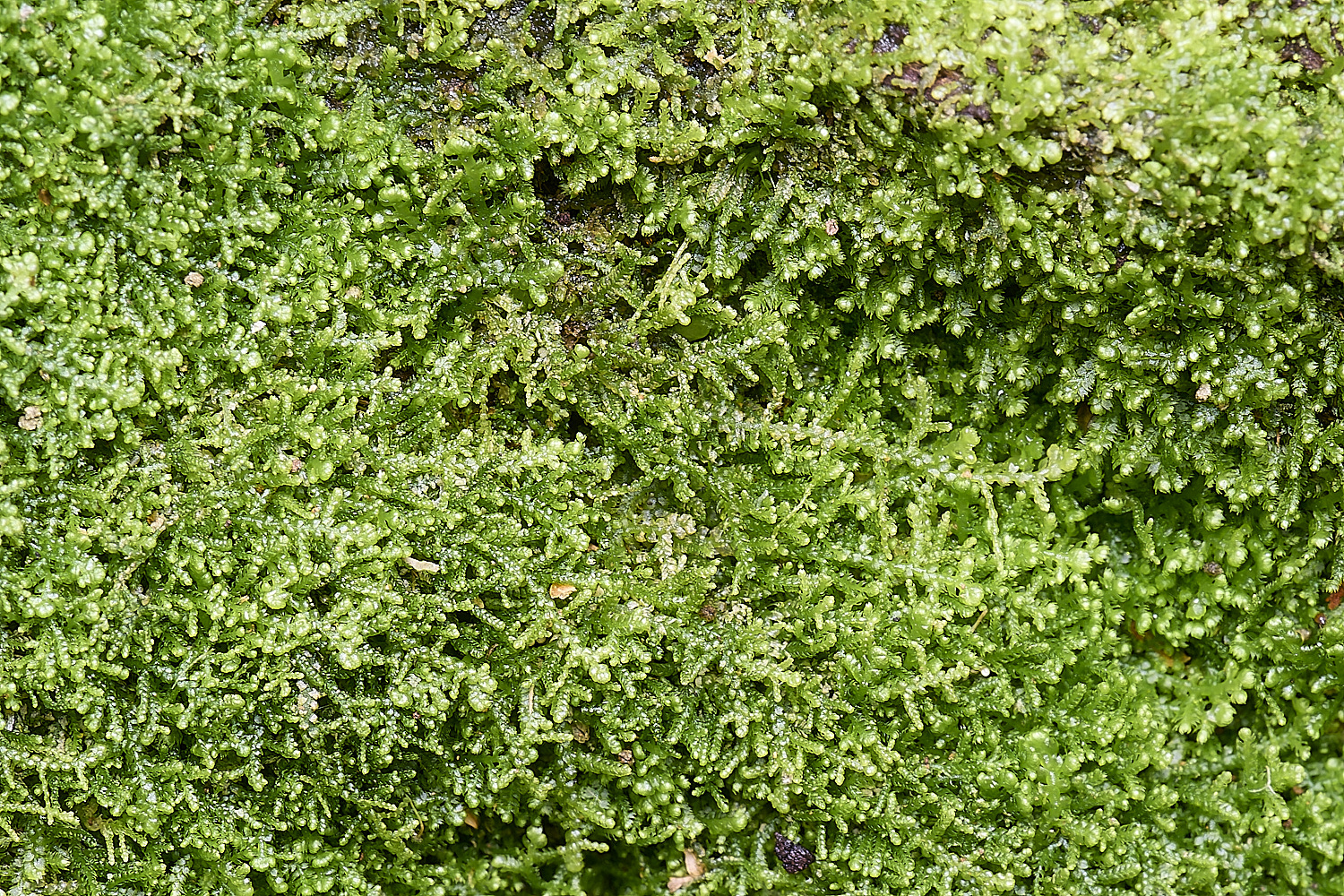 LingCommonLreptans020325-3