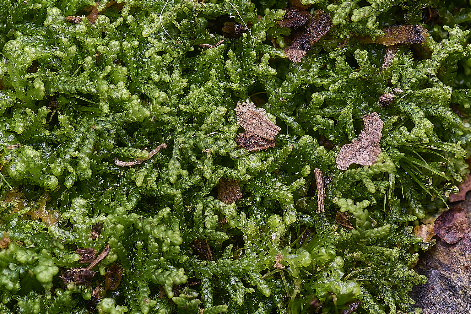 LingCommonLreptans020325-2