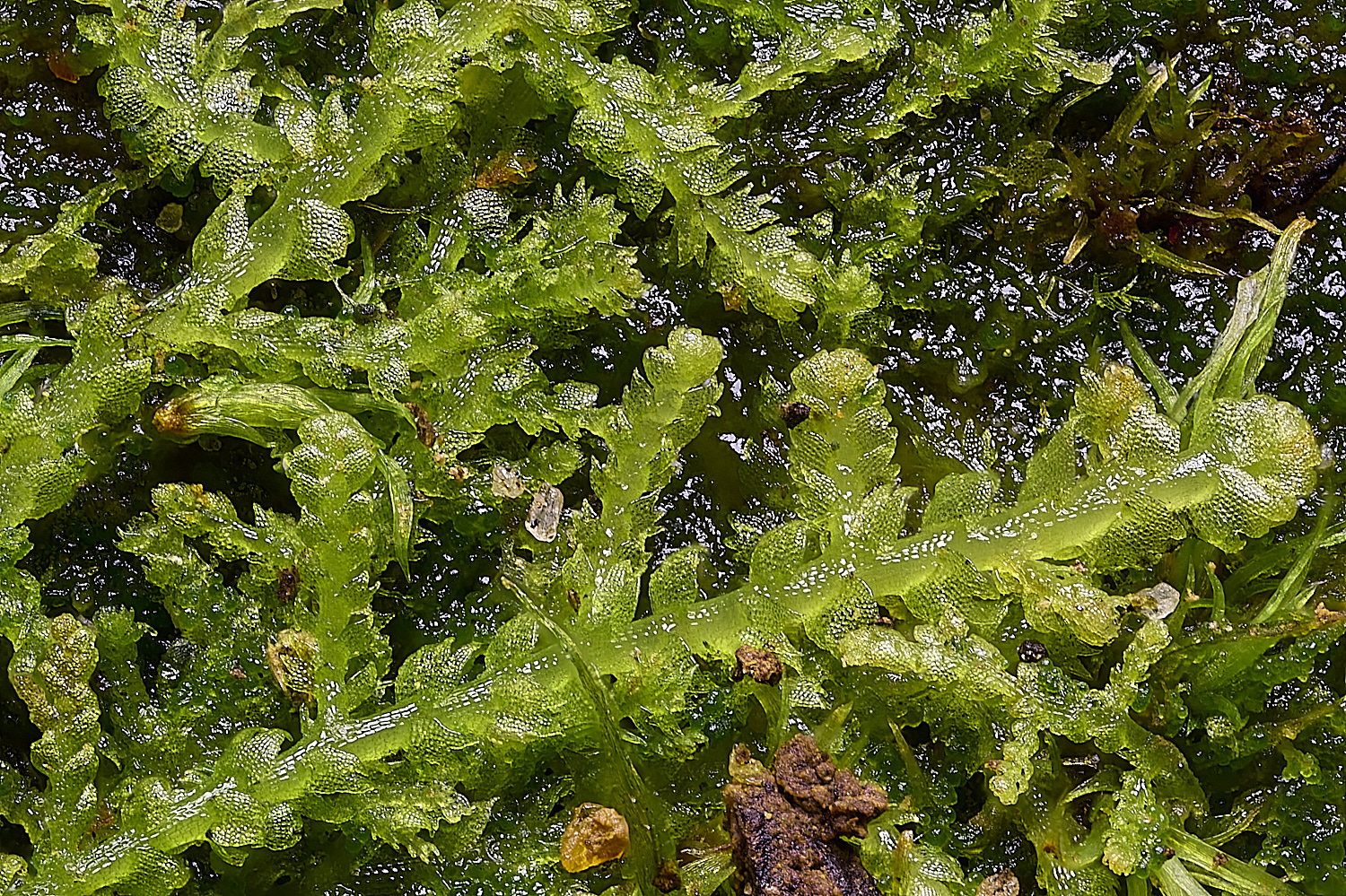 LingCommonLreptans020325-4