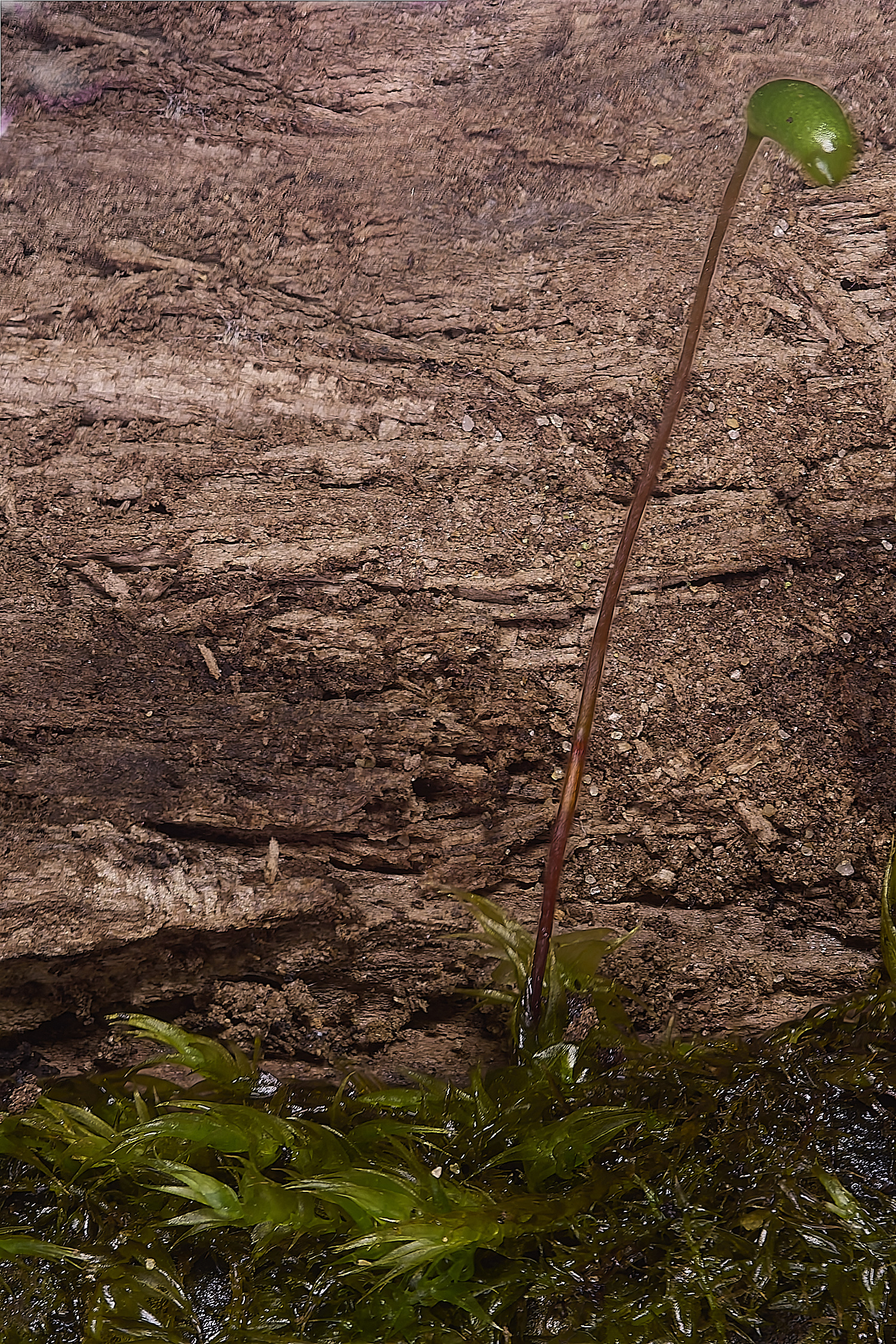 LingCommonLriparium020325-2