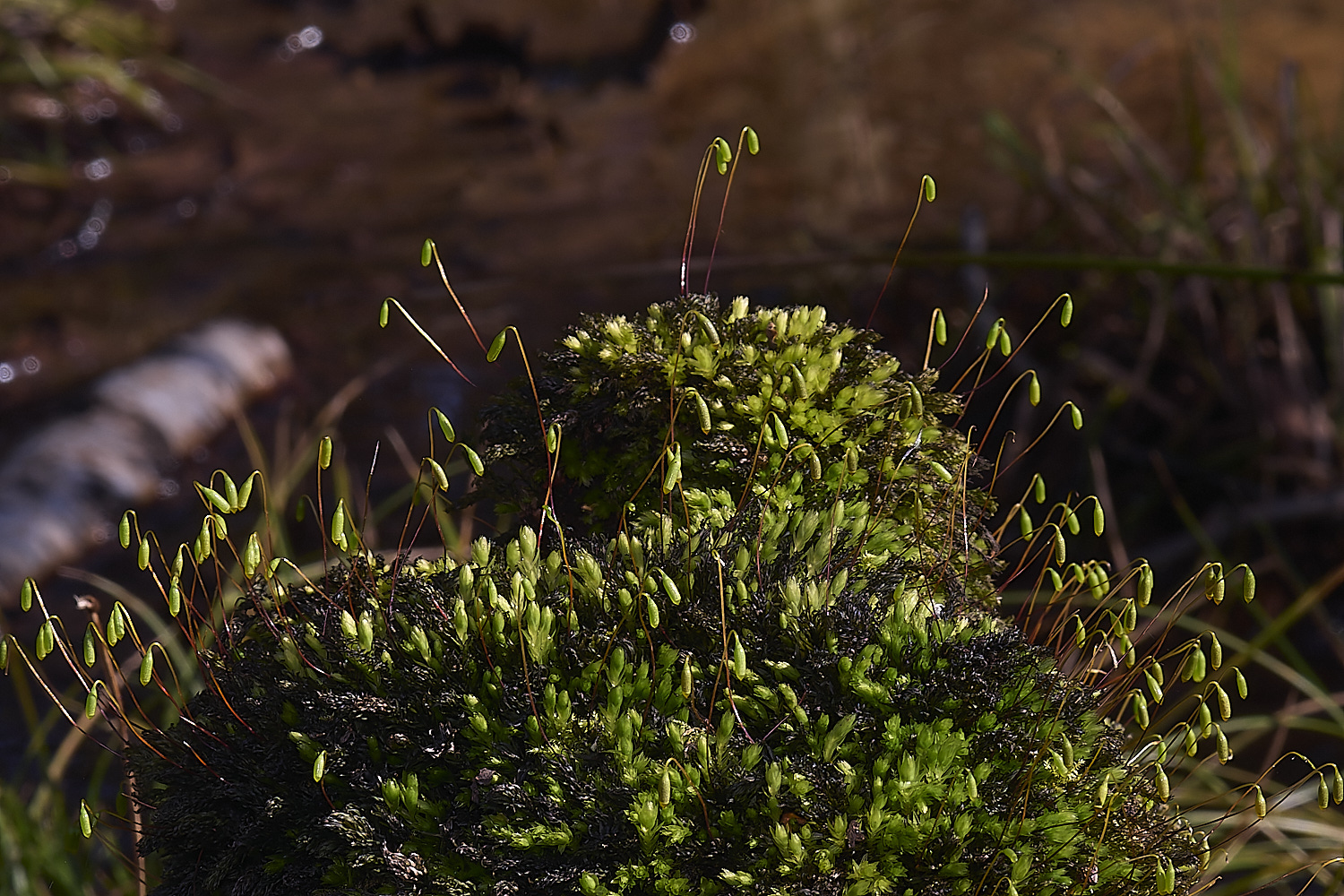 LingCommonMhornum020325-1