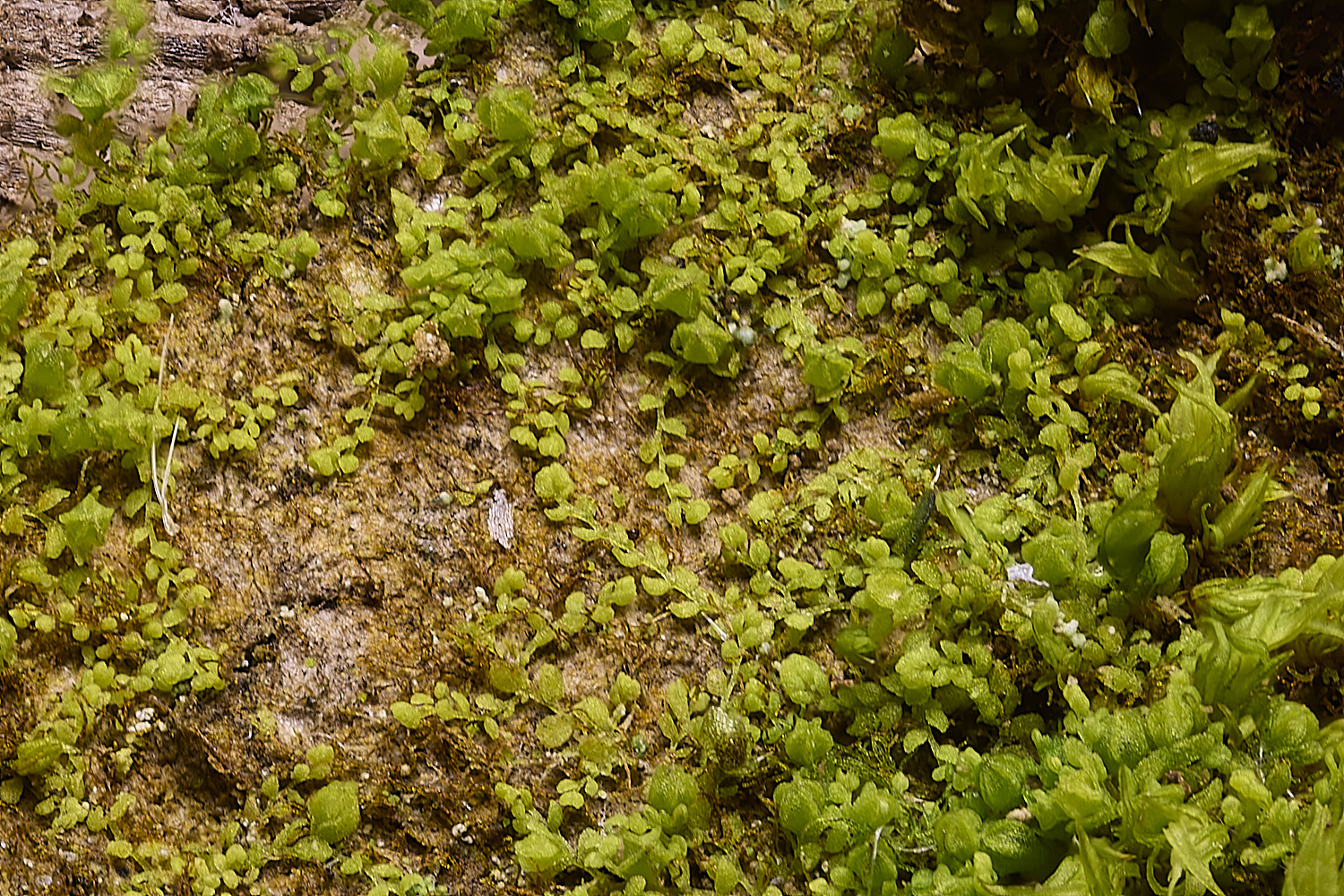 LingCommonMminutissima020325-3