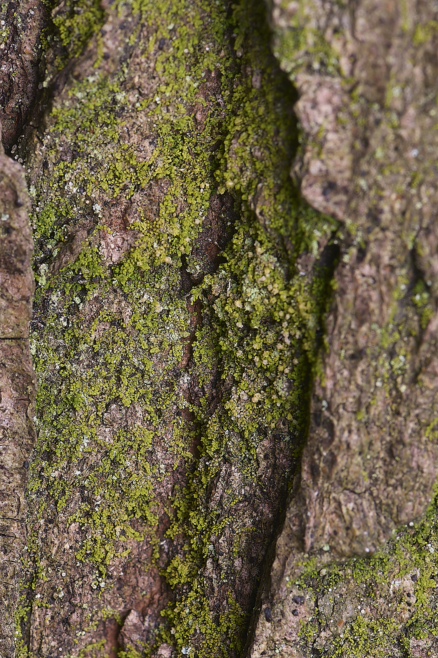 LingCommonMminutissimus020325-1