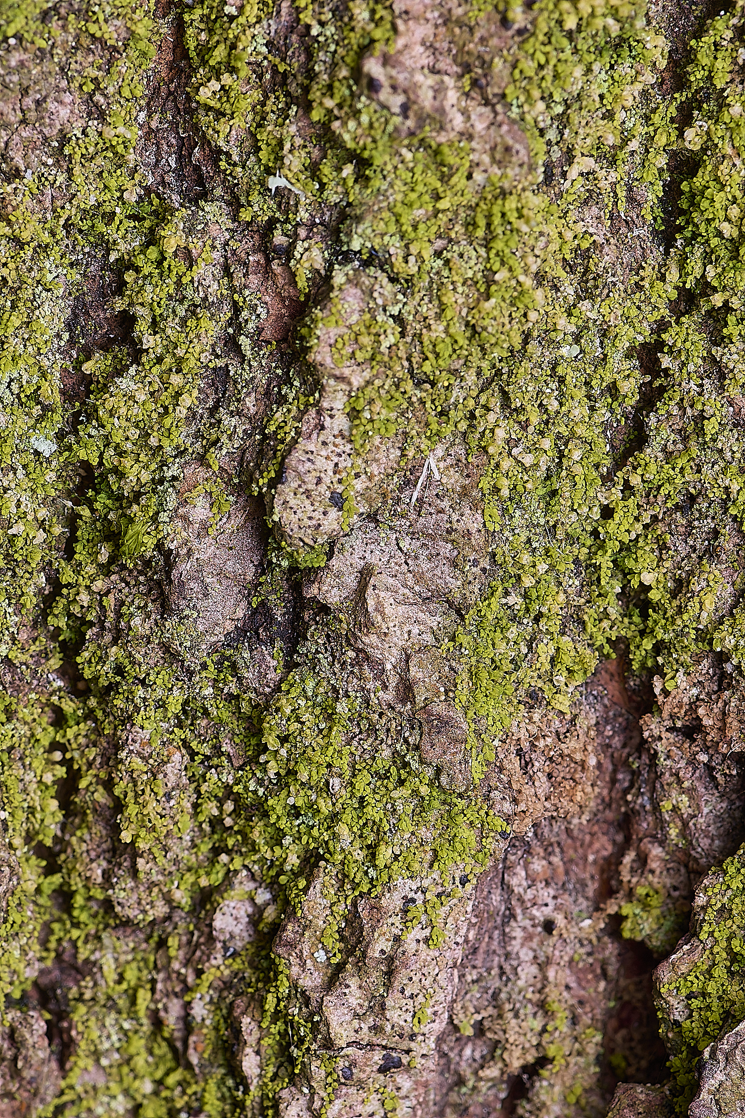 LingCommonMminutissimus020325-2