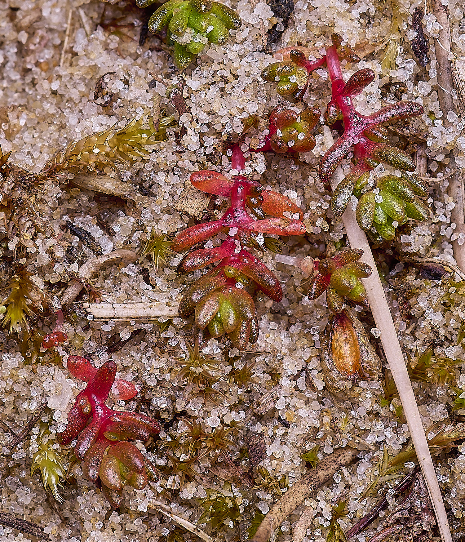 LingCommonMossyStonecrop020325-1