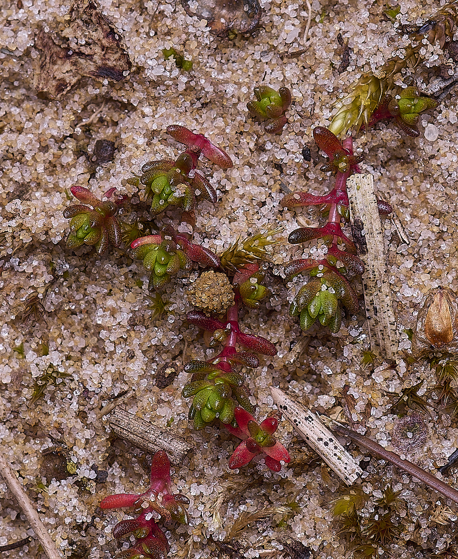 LingCommonMossyStonecrop020325-2