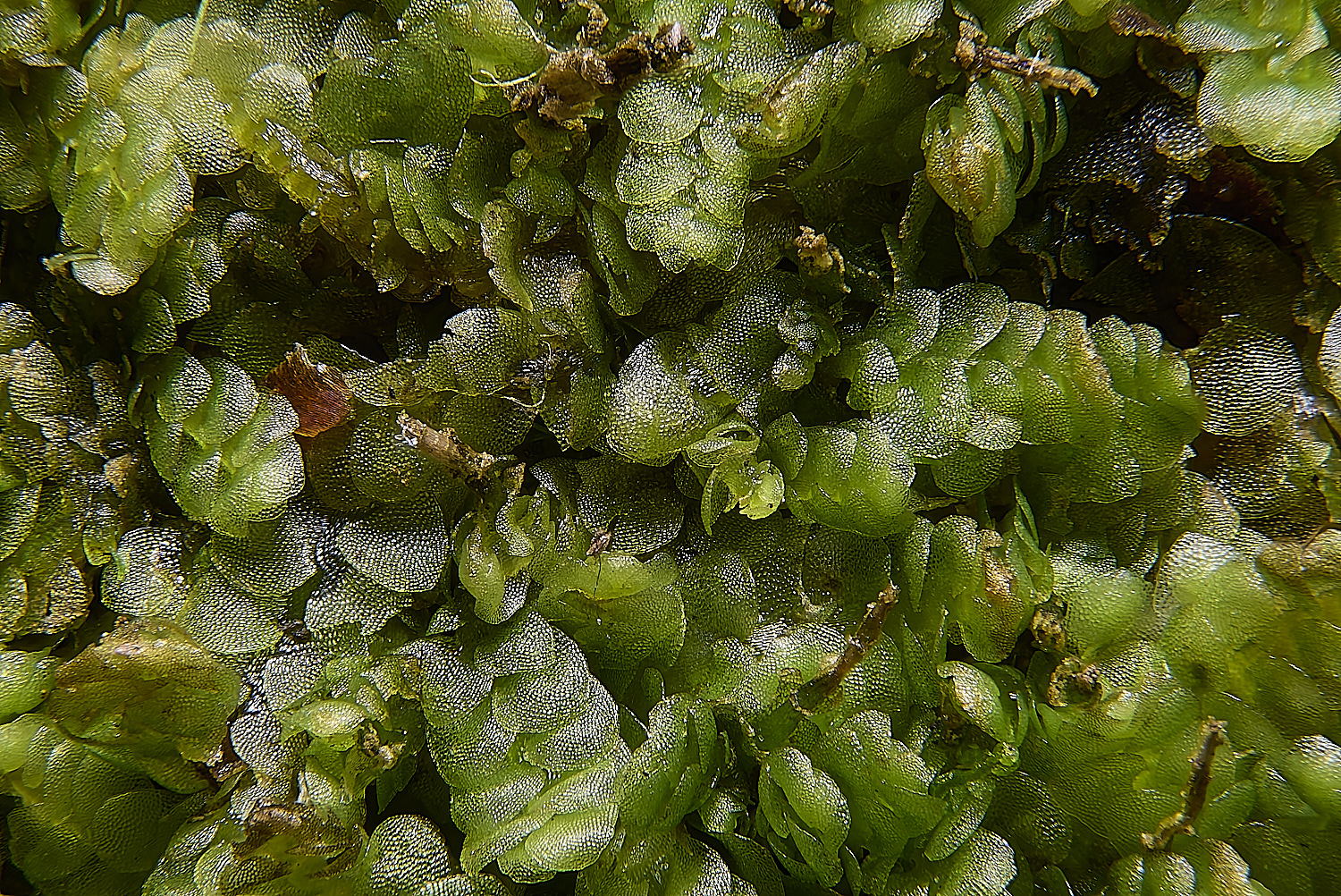 LingCommonMueller&#39;sPouchwort020325-1