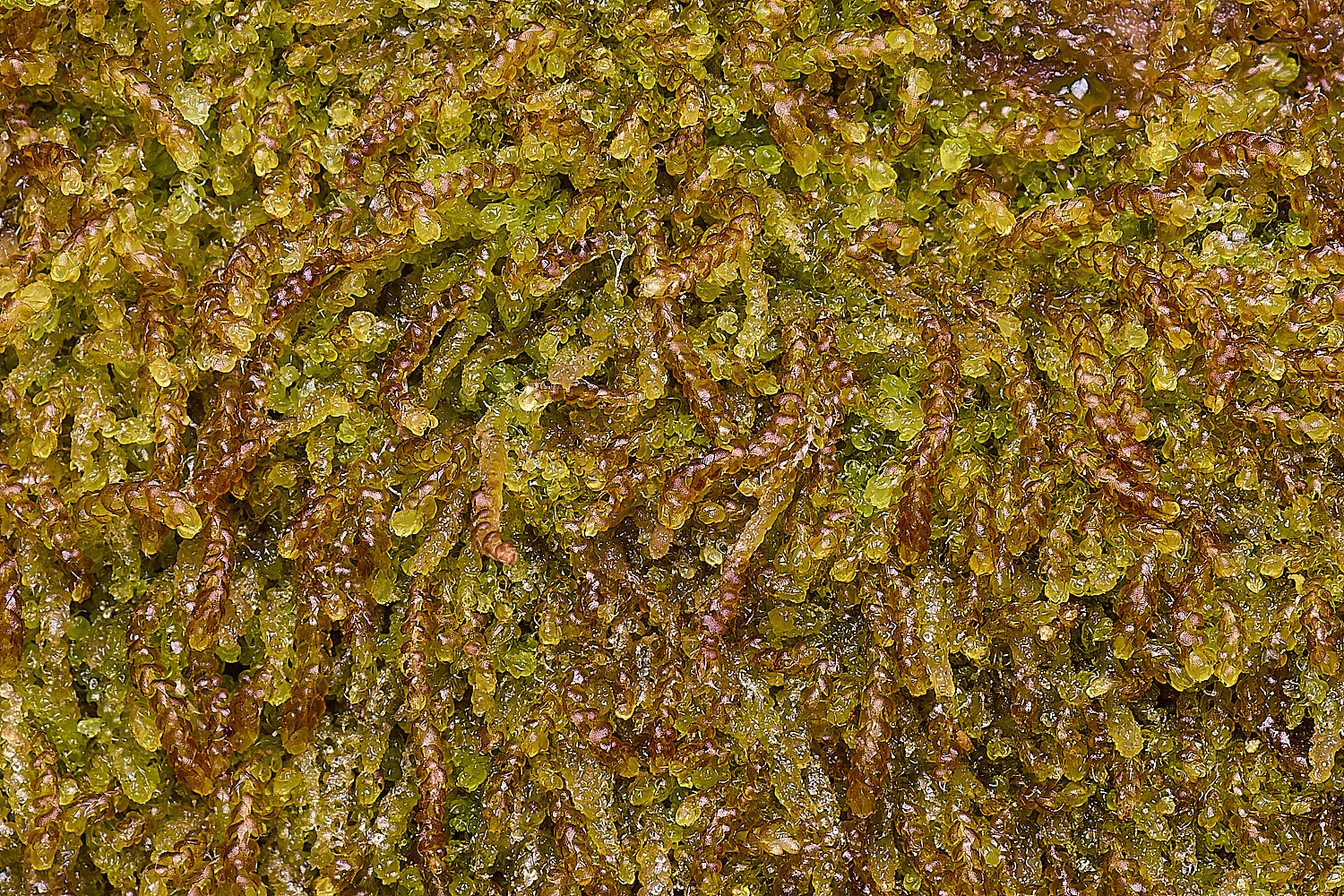 LingCommonNcurvifolia020325-1