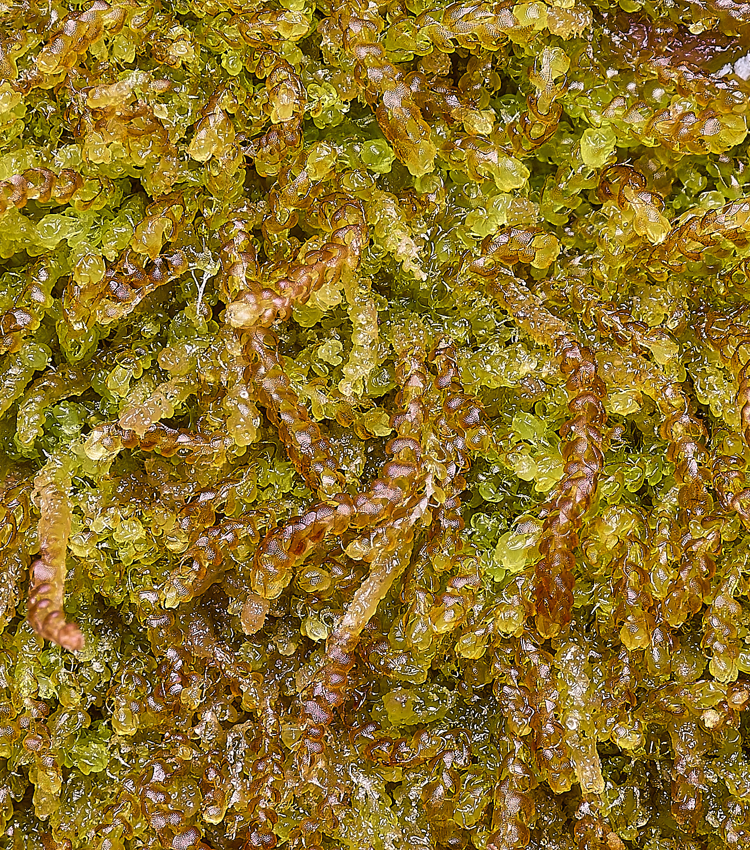 LingCommonNcurvifolia020325-2