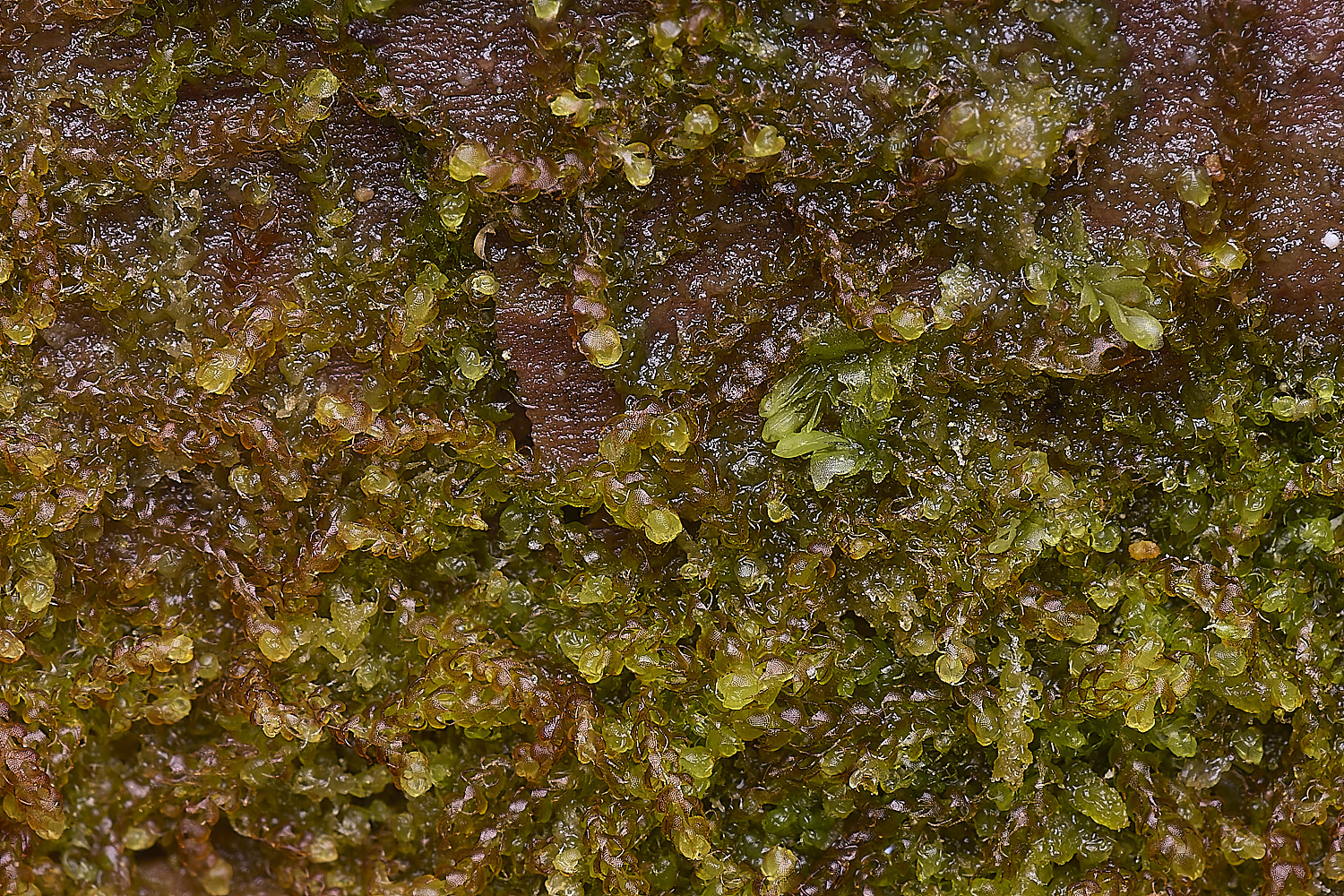 LingCommonNcurvifolia020325-3