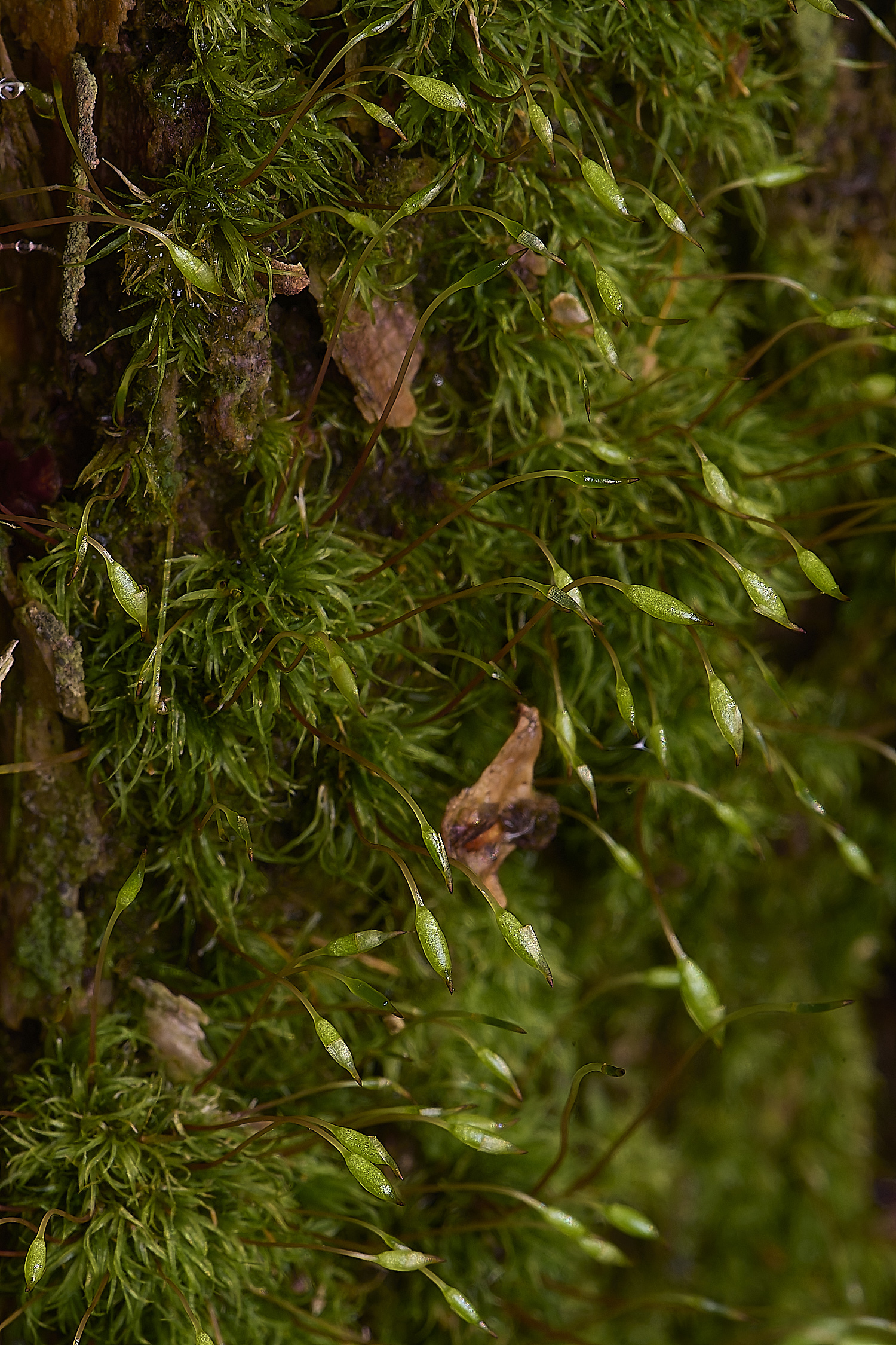 LingCommonOlineare020325-1