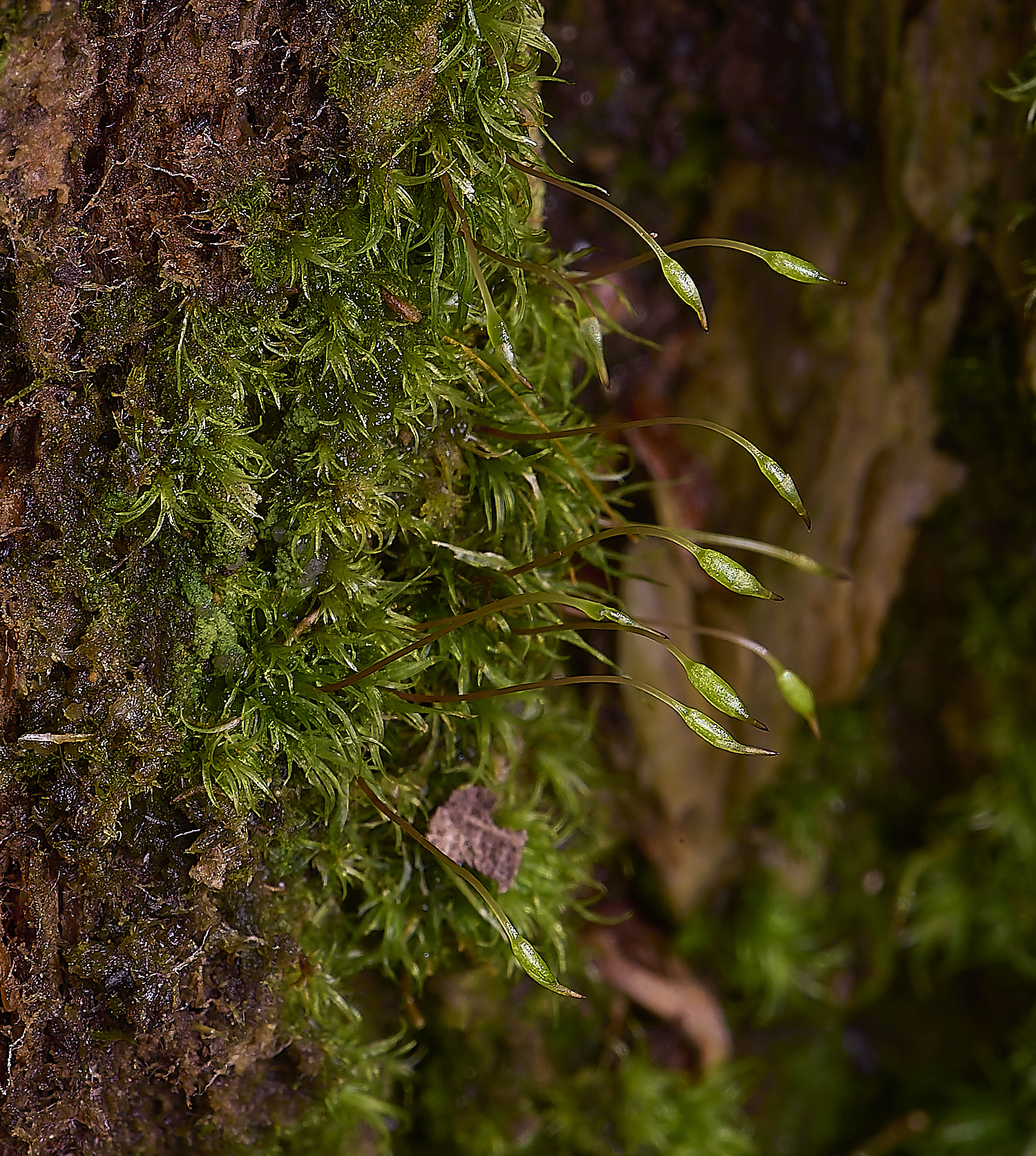 LingCommonOlineare020325-2