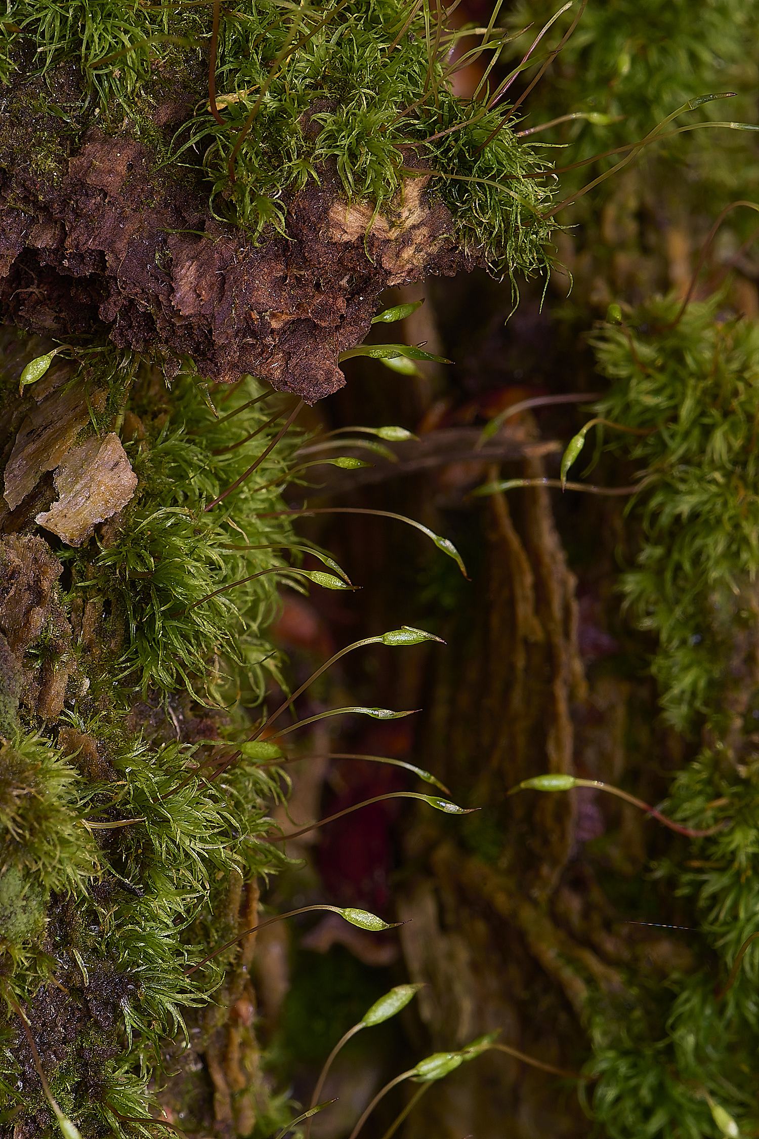 LingCommonOlineare020325-3