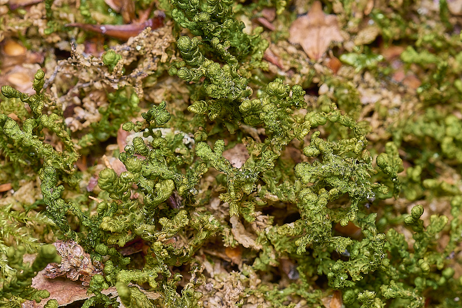 LingCommonPcilieare020325-1