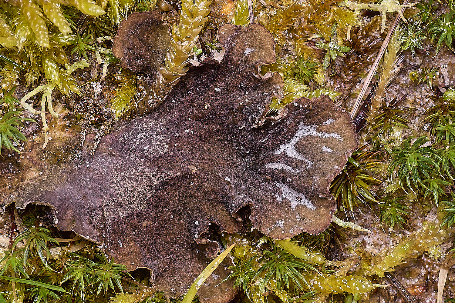 LingCommonPeltigera020325-3