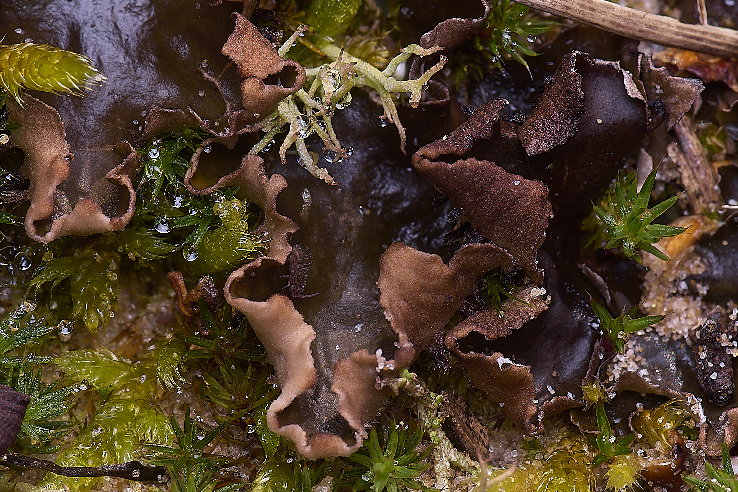 LingCommonPeltigera020325-1