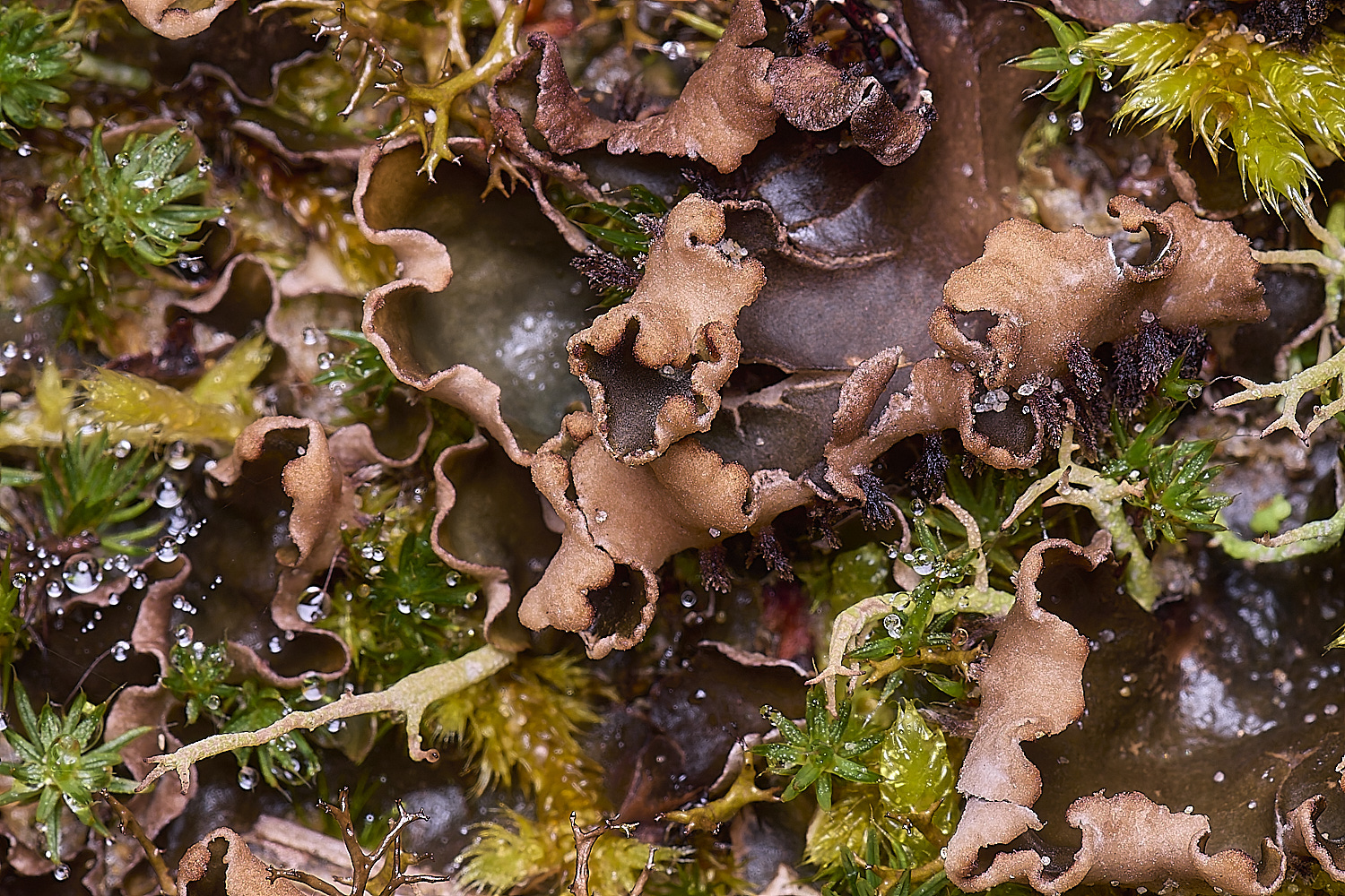 LingCommonPeltigera020325-2