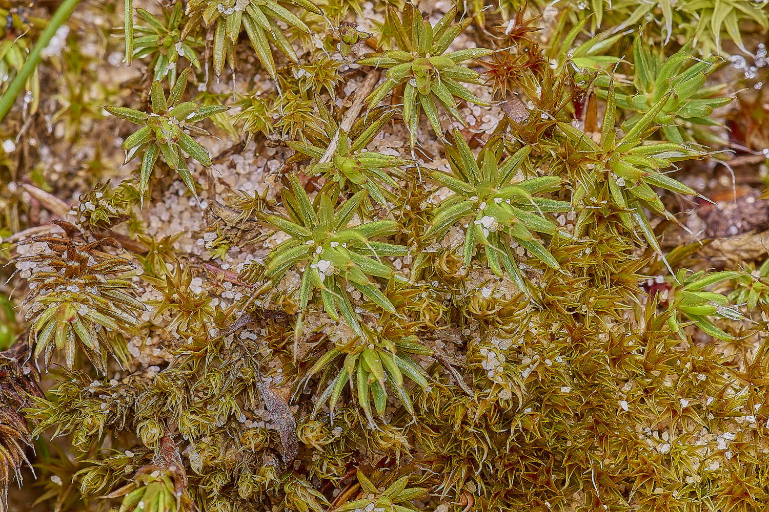 LingCommonPpiliferum020325-1