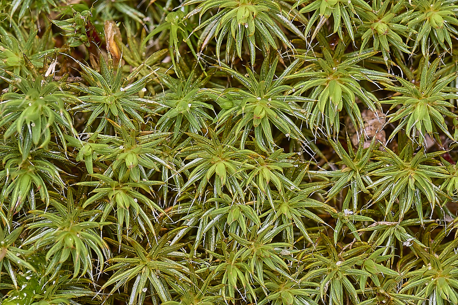 LingCommonPpiliferum020325-2