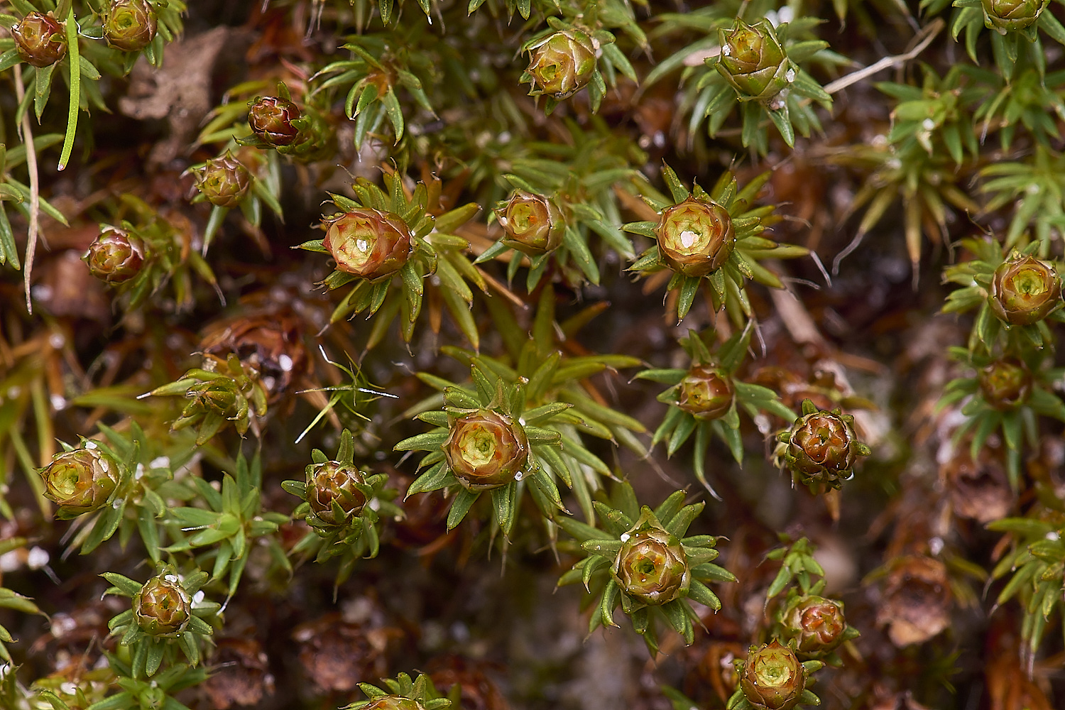 LingCommonPpiliferum020325-3