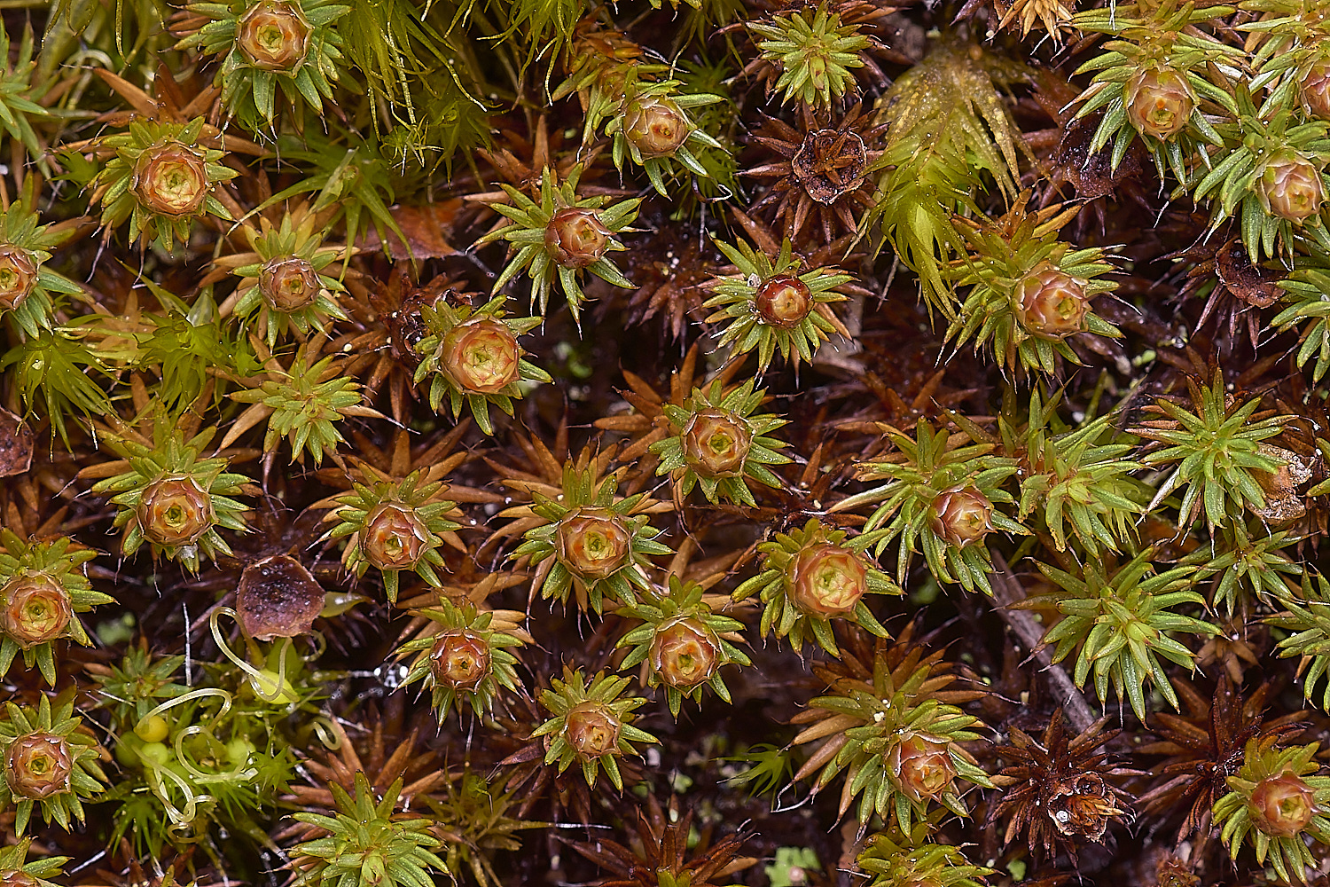 LingCommonPpiliferum020325-4