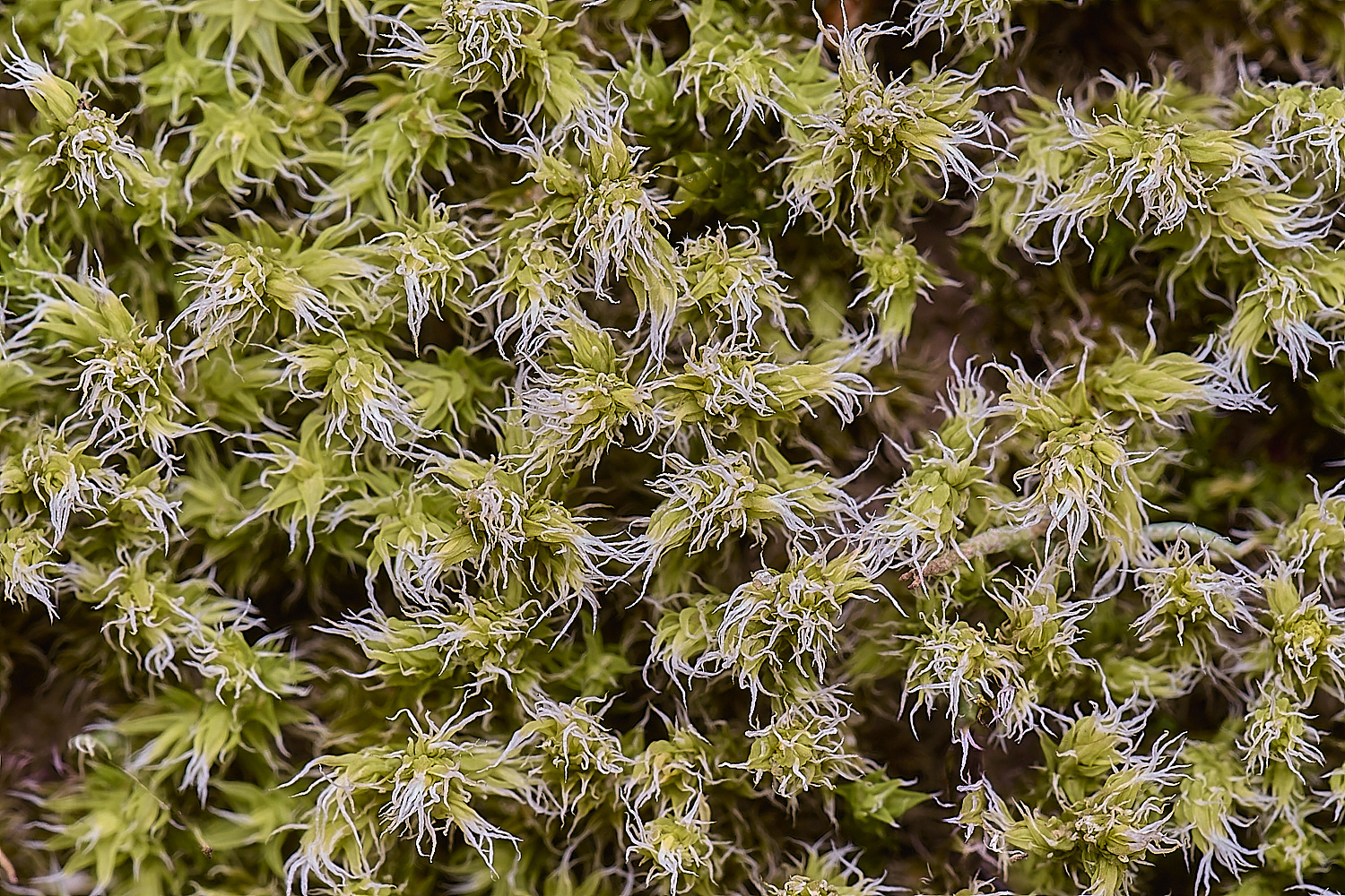 LingCommonRcanescens020325-2