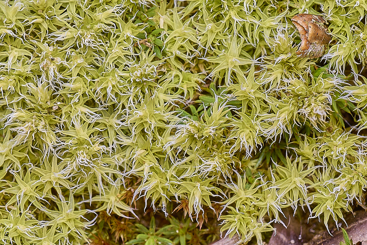 LingCommonRcanescens020325-3