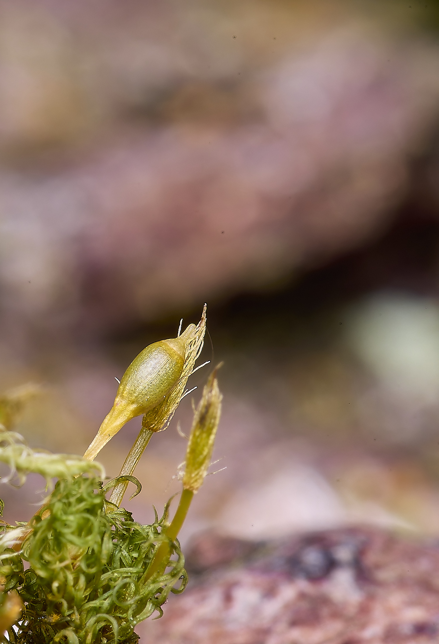 LingCommonUlotta020325-1