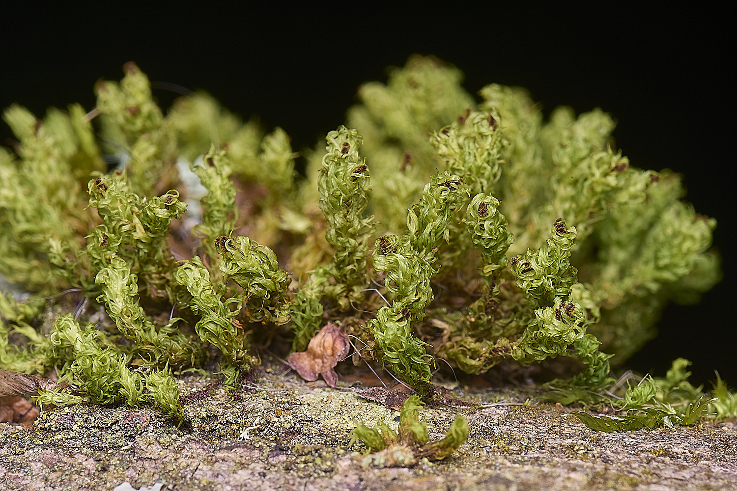 LingCommonUphyllantha020325-1