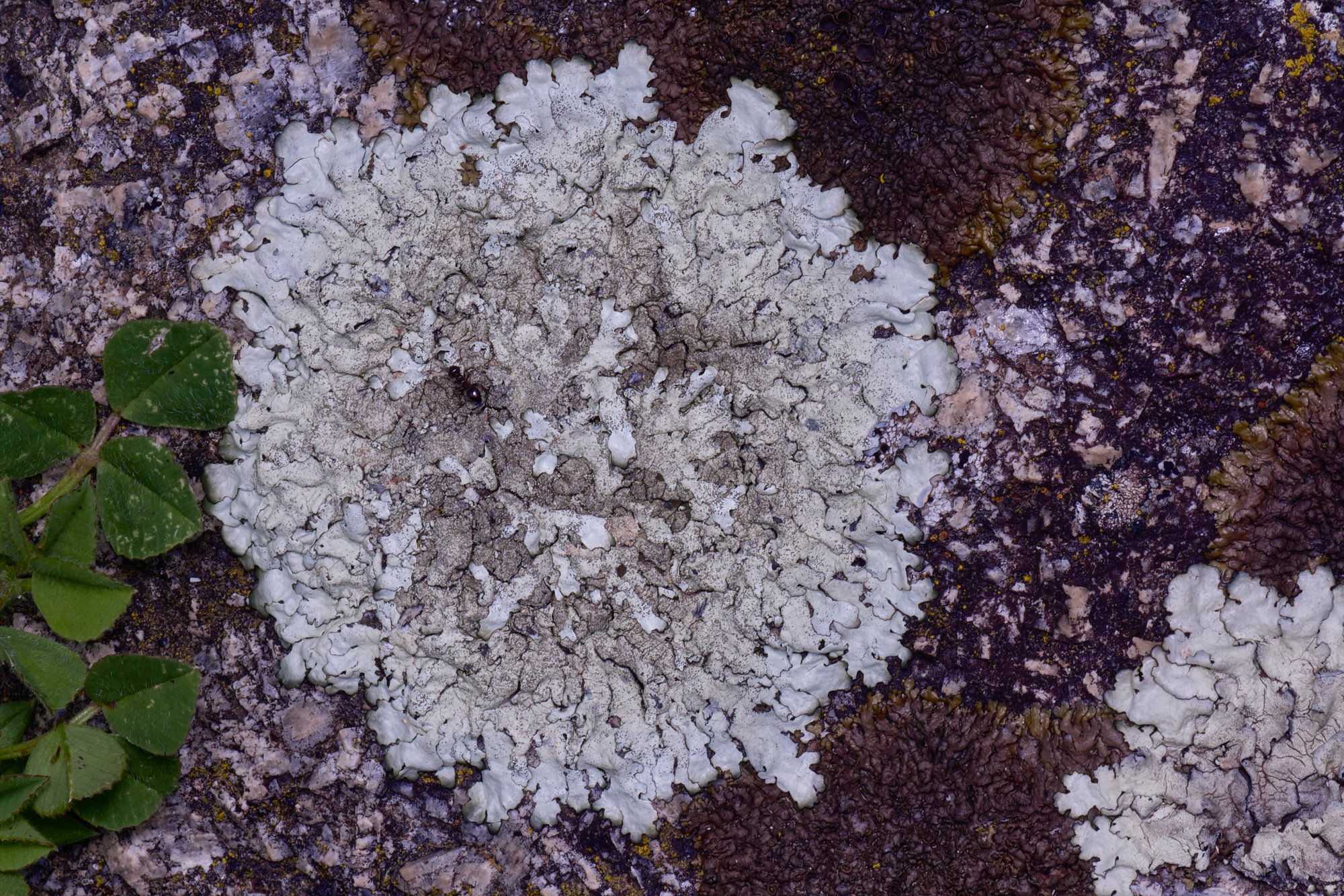 MountFoiaLichen230325-1